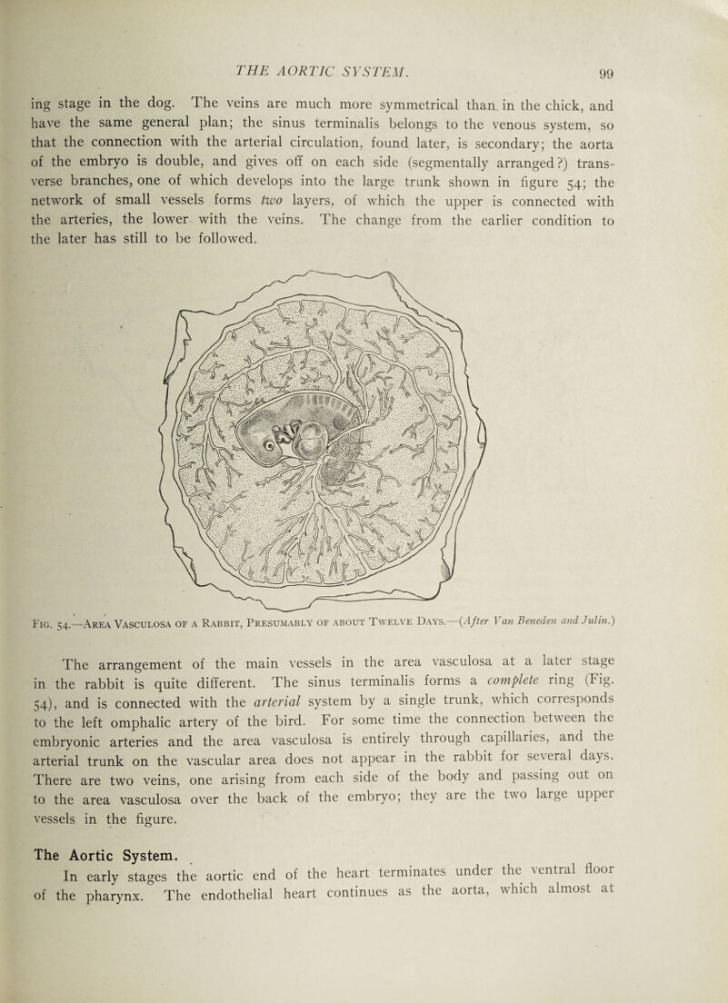 ing stage in the dog. The veins are much more symmetrical than in the chick, and have the same general plan; the sinus terminalis belongs to the venous system, so that the connection with the arterial circulation, found later, is secondary; the aorta of the embryo is double, and gives off on each side (segmentally arranged?) trans¬ verse branches, one of which develops into the large trunk shown in figure 54; the network of small vessels forms two layers, of which the upper is connected with the arteries, the lower with the veins. The change from the earlier condition to the later has still to be followed. Fig. 54— Area Vasculosa of a Rabbit, Presumably of about Twelve Days.—{After Van Beneden andJulin.) The arrangement of the main vessels in the area vasculosa at a laiei stage in the rabbit is quite different. The sinus terminalis forms a complete ring (Fig. 54), and is connected with the arterial system by a single trunk, which corresponds to the left omphalic artery of the bird. For some time the connection between the embryonic arteries and the area vasculosa is entirely through capillaries, and the arterial trunk on the vascular area does not appear in the rabbit for se\eral days. There are two veins, one arising from each side of the body and passing out on to the area vasculosa over the back of the embryo; they are the two large upper vessels in the figure. The Aortic System. In early stages the aortic end of the heart terminates under the \entral floor of the pharynx. The endothelial heart continues as the aorta, which almost at