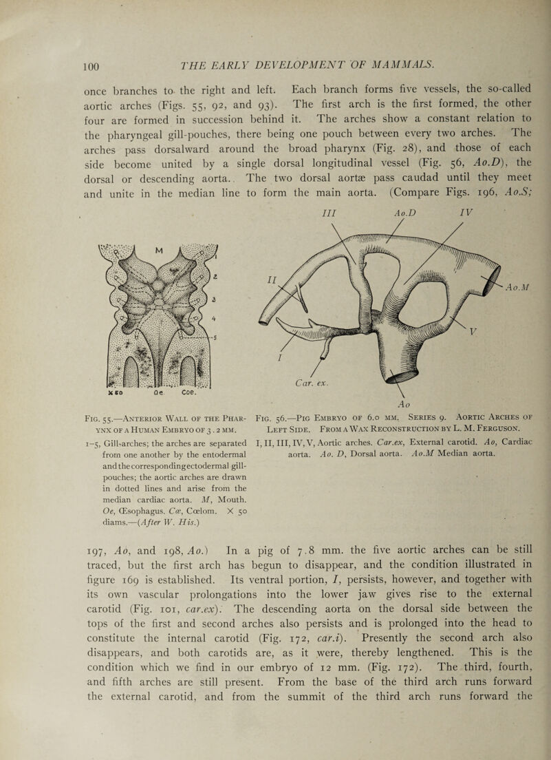 once branches to- the right and left. Each branch forms five vessels, the so-called aortic arches (Figs. 55, 92, and 93). The first arch is the first formed, the other four are formed in succession behind it. The arches show a constant relation to the pharyngeal gill-pouches, there being one pouch between every two arches. The arches pass dorsalward around the broad pharynx (Fig. 28), and those of each side become united by a single dorsal longitudinal vessel (Fig. 56, Ao.D), the dorsal or descending aorta.. The two dorsal aortae pass caudad until they meet and unite in the median line to form the main aorta. (Compare Figs. 196, Ao.S; Fig. 55.—Anterior Wall of the Phar¬ ynx of a Human Embryo of 3.2 mm. 1-5, Gilbarches; the arches are separated from one another by the entodermal and the corresponding ectodermal gill- pouches; the aortic arches are drawn in dotted lines and arise from the median cardiac aorta. M, Mouth. Oe, (Esophagus. Coe, Coelom. X 50 diams.—(After W. His.) Fig. 56—pIG Embryo of 6.0 mm. Series 9. Aortic Arches of Left Side. From a Wax Reconstruction by L. M. Ferguson. I, II, III, IV, V, Aortic arches. Car.ex, External carotid. Ao, Cardiac aorta. Ao. D, Dorsal aorta. Ao.M Median aorta. 197, Ao, and 198,^0.) In a pig of 7.8 mm. the five aortic arches can be still traced, but the first arch has begun to disappear, and the condition illustrated in figure 169 is established. Its ventral portion, /, persists, however, and together with its own vascular prolongations into the lower jaw gives rise to the external carotid (Fig. 101, car.ex). The descending aorta on the dorsal side between the tops of the first and second arches also persists and is prolonged into the head to constitute the internal carotid (Fig. 172, car.i). Presently the second arch also disappears, and both carotids are, as it were, thereby lengthened. This is the condition which we find in our embryo of 12 mm. (Fig. 172). The third, fourth, and fifth arches are still present. From the base of the third arch runs forward the external carotid, and from the summit of the third arch runs forward the