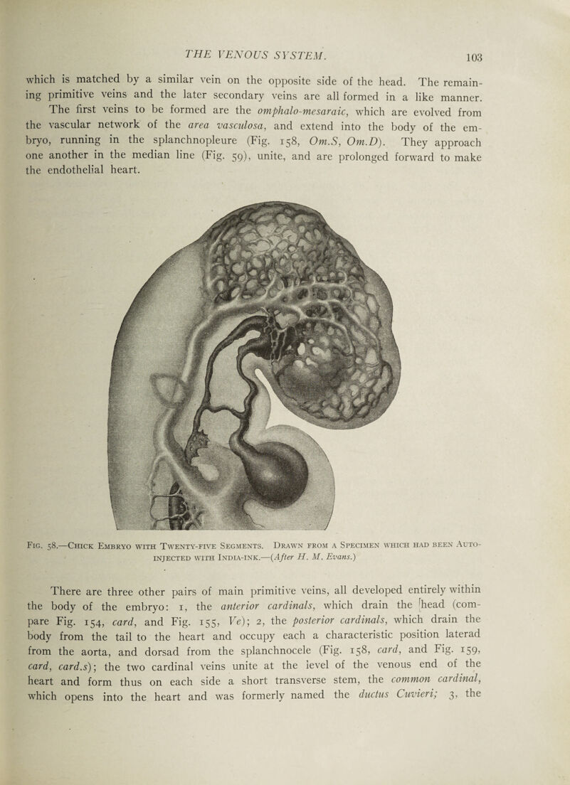 which is matched by a similar vein on the opposite side of the head. The remain¬ ing primitive veins and the later secondary veins are all formed in a like manner. The first veins to be formed are the omphalo-mesaraic, which are evolved from the vascular network of the area vasculosa, and extend into the body of the em¬ bryo, running in the splanchnopleure (Fig. 158, Om.S, Om.D). They approach one another in the median line (Fig. 59), unite, and are prolonged forward to make the endothelial heart. Fig. 58.—Chick Embryo with Twenty-five Segments. Drawn from a Specimen which had been Auto- injected with India-ink.—(After H. M. Evans.) There are three other pairs of main primitive veins, all developed entirely within the body of the embryo: 1, the anterior cardinals, which drain the liead (com¬ pare Fig. 154, card, and Fig. 155, Ve); 2, the posterior cardinals, which drain the body from the tail to the heart and occupy each a characteristic position laterad from the aorta, and dorsad from the splanchnocele (Fig. 158, card, and Fig. 159, card, card.s); the two cardinal veins unite at the level of the venous end of the heart and form thus on each side a short transverse stem, the common cardinal, which opens into the heart and was formerly named the ductus Cuvieri, 3, the