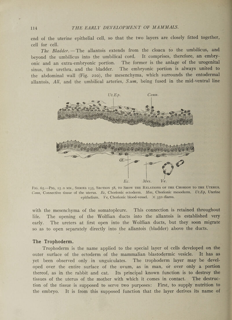 end of the uterine epithelial cell, so that the two layers are closely fitted together, cell for cell. The Bladder.— The allantois extends from the cloaca to the umbilicus, and beyond the umbilicus into the umbilical cord. It comprises, therefore, an embry¬ onic and an extra-embryonic portion. The former is the anlage of the urogenital sinus, the urethra, and the bladder. The embryonic portion is always united to the abdominal wall (Fig. 210), the mesenchyma, which surrounds the entodermal allantois, All, and the umbilical arteries, S.um, being fused in the mid-ventral line Ut.Ep. Conn. Fig. 65.—Pig, 15.0 mm., Series 135, Section 58, to Show the Relations of the Chorion to the Lterus. Conn, Connective tissue of the uterus. Ec, Chorionic ectoderm. Mes, Chorionic mesoderm. Ut.Ep, Uterine epithelium. Ve, Chorionic blood-vessel. X 350 diams. with the mesenchyma of the somatopleure. This connection is retained throughout life. The opening of the Wolffian ducts into the allantois is established very early. The ureters at first open into the Wolffian ducts, but they soon migrate so as to open separately directly into the allantois (bladder) above the ducts. The Trophoderm. Trophoderm is the name applied to the special layer of cells developed on the outer surface of the ectoderm of the mammalian blastodermic vesicle. It has as yet been observed only in unguiculates. The trophoderm layer may be devel¬ oped over the entire surface of the ovum, as in man, or over only a portion thereof, as in the rabbit and cat. Its principal known function is to destroy the tissues of the uterus of the mother with which it comes in contact. The destruc¬ tion of the tissue is supposed to serve two purposes: First, to supply nutrition to the embryo. It is from this supposed function that the layer derives its name of