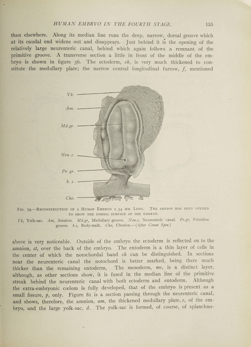 than elsewhere. Along its median line runs the deep, narrow, dorsal groove which at its caudal end widens out and disappears. Just behind it is the opening of the relatively large neurenteric canal, behind which again follows a remnant of the primitive groove. A transverse section a little in front of the middle of the em¬ bryo is shown in figure 36. The ectoderm, ek, is very much thickened to con¬ stitute the medullary plate; the narrow central longitudinal furrow, /, mentioned Fig. 79.—Reconstruction of a Human Embryo 1.54 mm. Long. The amnion has been opened TO SHOW THE DORSAL SURFACE OF THE EMBRYO. Yk, Yolk-sac. Am, Amnion. Md.gr, Medullary groove. Neu.c, Neurenteric canal. Pr.gr, Primitive groove, b.s, Body-stalk. Cho, Chorion.—(After Count Spee.) above is very noticeable. Outside of the embryo the ectoderm is reflected on to the amnion, ct, over the back of the embryo. The entoderm is a thin layer of cells in the center of which the notochordal band ch can be distinguished. In sections near the neurenteric canal the notochord is better marked, being there much thicker than the remaining entoderm, The mesoderm, me, is a distinct layer, although, as other sections show, it is fused in the median line of the primitive streak behind the neurenteric canal with both ectoderm and entoderm. Although the extra-embryonic coelom is fully developed, that of the embryo is present as a small fissure, p, only. Figure 81 is a section passing through the neurenteric canal, and shows, therefore, the amnion, am, the thickened medullary plate, e, of the em¬ bryo, and the large yolk-sac, d. The yolk-sac is formed, of course, of splanchno-