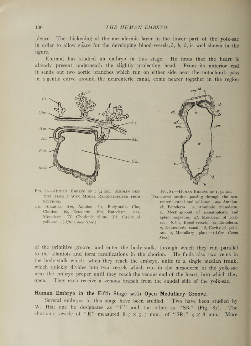 pleure. The thickening of the mesodermic layer in the lower part of the yolk-sac in order to allow space for the developing blood-vessels, b, b, b, is well shown in the figure. Eternod has studied an embryo in this stage. He finds that the heart is already present underneath the slightly projecting head. From its anterior end it sends out two aortic branches which run on either side near the notochord, pass in a gentle curve around the neurenteric canal, come nearer together in the region b.s. All. Yk. Fig. 8o.—Human Embryo of 1.54 mm. Median Sec¬ tion from a Wax Model Reconstructed from Sections. All, Allantois. Am, Amnion, b.s, Body-stalk. Cho, Chorion. Ec, Ectoderm. Ent, Entoderm. mes, Mesoderm. Vi, Chorionic villus. Yk, Cavity of yolk-sac.—(After Count Spee.) P'ig. 81.—Human Embryo of 1.54 mm. Transverse section passing through the neu¬ renteric canal and yolk-sac. am, Amnion. ek, Ectoderm. ct, Amniotic mesoderm. g, Meeting-point of somatopleure and splanchnopleure. df, Mesoderm of yolk- sac. b, b, b, Blood-vessels, en, Entoderm. n, Neurenteric canal, d, Cavity of yolk- sac. e, Medullary plate.—(After Count Spee.) of the primitive groove, and enter the body-stalk, through which they run parallel to the allantois and form ramifications in the chorion. He finds also two veins in the body-stalk which, when they reach the embryo, unite to a single median trunk, which quickly divides into two vessels which run in the mesoderm of the yolk-sac near the embryo proper until they reach the venous end of the heart, into which they open. I hey each receive a venous branch from the caudal side of the yolk-sac. Human Embryo in the Fifth Stage with Open Medullary Groove. Several embryos in this stage have been studied. Two have been studied by W. His; one he designates as “E” and the other as “SR” (Fig. 82). The chorionic vesicle of “E” measured 8.5 X 5.5 mm.; of “SR,” 9X8 mm. More