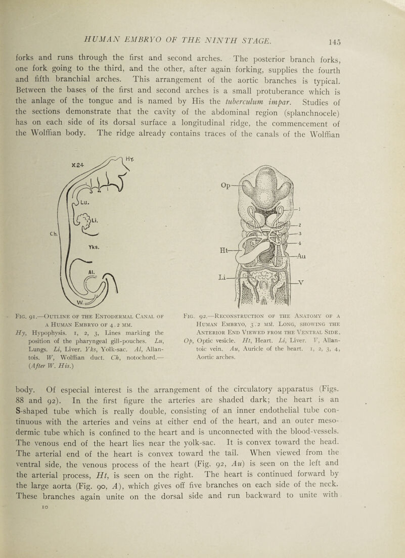 forks and runs through the first and second arches. The posterior branch forks, one fork going to the third, and the other, after again forking, supplies the fourth and fifth branchial arches. This arrangement of the aortic branches is typical. Between the bases of the first and second arches is a small protuberance which is the anlage of the tongue and is named by His the tuberculum impar. Studies of the sections demonstrate that the cavity of the abdominal region (splanchnocele) has on each side of its dorsal surface a longitudinal ridge, the commencement of the Wolffian body. The ridge already contains traces of the canals of the Wolffian Fig. 91.—Outline of the Entodermal Canal of a Human Embryo of 4.2 mm. Hy, Hypophysis. 1, 2, 3, Lines marking the position of the pharyngeal gill-pouches. Lu, Lungs. Li, Liver. Yks, Yolk-sac. Al, Allan¬ tois. W, Wolffian duct. Ch, notochord.— (After W. His.) Fig. 92.—Reconstruction of the Anatomy of a Human Embryo, 3.2 mm. Long, showing the Anterior End Viewed from the Ventral Side . Op, Optic vesicle. Ht, Heart. Li, Liver. F, Allan¬ toic vein. Au, Auricle of the heart. 1, 2, 3, 4, Aortic arches. body. Of especial interest is the arrangement of the circulatory apparatus (Figs. 88 and 92). In the first figure the arteries are shaded dark; the heart is an S-shaped tube which is really double, consisting of an inner endothelial tube con¬ tinuous with the arteries and veins at either end of the heart, and an outer meso- dermic tube which is confined to the heart and is unconnected with the blood-vessels. The venous end of the heart lies near the yolk-sac. It is convex toward the head. The arterial end of the heart is convex toward the tail. When viewed from the ventral side, the venous process of the heart (Fig. 92, Au) is seen on the left and the arterial process, Ht, is seen on the right. The heart is continued forward by the large aorta (Fig. 90, A), which gives off five branches on each side of the neck. These branches again unite on the dorsal side and run backward to unite with 10