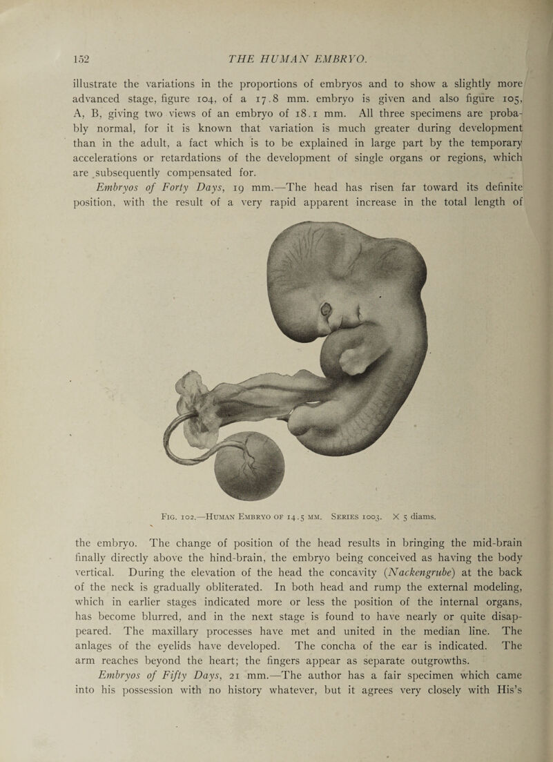 illustrate the variations in the proportions of embryos and to show a slightly more advanced stage, figure 104, of a 17.8 mm. embryo is given and also figure 105, A, B, giving two views of an embryo of 18.1 mm. All three specimens are proba¬ bly normal, for it is known that variation is much greater during development than in the adult, a fact which is to be explained in large part by the temporary accelerations or retardations of the development of single organs or regions, which are subsequently compensated for. Embryos of Forty Days, 19 mm.—The head has risen far toward its definite position, with the result of a very rapid apparent increase in the total length of Fig. 102.—Human Embryo of 14.5 mm. Series 1003. X 5 diams. the embryo. The change of position of the head results in bringing the mid-brain finally directly above the hind-brain, the embryo being conceived as having the body vertical. During the elevation of the head the concavity (Nackengrube) at the back of the neck is gradually obliterated. In both head and rump the external modeling, which in earlier stages indicated more or less the position of the internal organs, has become blurred, and in the next stage is found to have nearly or quite disap¬ peared. The maxillary processes have met and united in the median line. The anlages of the eyelids have developed. The concha of the ear is indicated. The arm reaches beyond the heart; the fingers appear as separate outgrowths. Embryos of Fifty Days, 21 mm.—The author has a fair specimen which came into his possession with no history whatever, but it agrees very closely with His’s