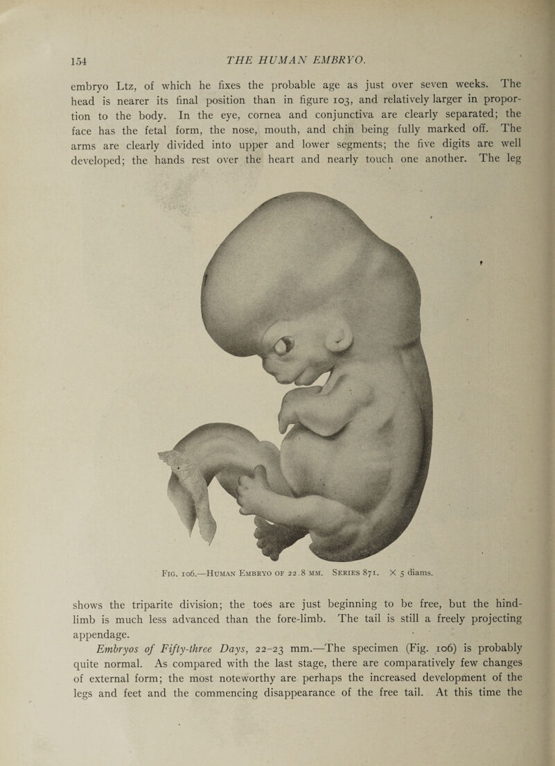 embryo Ltz, of which he fixes the probable age as just over seven weeks. The head is nearer its final position than in figure 103, and relatively larger in propor¬ tion to the body. In the eye, cornea and conjunctiva are clearly separated; the face has the fetal form, the nose, mouth, and chin being fully marked off. The arms are clearly divided into upper and lower segments; the five digits are well developed; the hands rest over the heart and nearly touch one another. The leg shows the triparite division; the toes are just beginning to be free, but the hind- limb is much less advanced than the fore-limb. The tail is still a freely projecting appendage. Embryos of Fifty-three Days, 22-23 mm.—The specimen (Fig. 106) is probably quite normal. As compared with the last stage, there are comparatively few changes of external form; the most noteworthy are perhaps the increased development of the legs and feet and the commencing disappearance of the free tail. At this time the