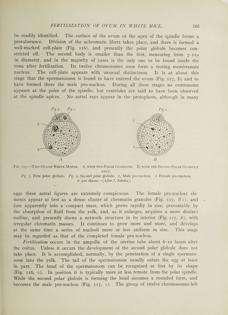 be readily identified. The surface of the ovum or the apex of the spindle forms a protuberance. Division of the achromatic fibers takes place, and there is formed a well-marked cell-plate (Fig. 116), and presently the polar globule becomes con¬ stricted off. The second body is smaller than the first, measuring from 7-12/4 in diameter, and in the majority of cases is the only one to be found inside the zona after fertilization. Its twelve chromosomes soon form a resting membranate nucleus. The cell-plate appears with unusual distinctness. It is at about this stage that the spermatozoon is found to have entered the ovum (Fig. 117, B) and to have formed there the male pro-nucleus. During all these stages no centrosome appears at the poles of the spindle, but centrioles are said to have been observed at the spindle apices. No astral rays appear in the protoplasm, although in many Pg.2 Pg.\ ,, w-f r * ! *, Z£ * ;• * * B Fig. 117.—Two Ova of White Mouse. A, with two Polar Globules. B, with the Second Polar Globule only. Pg. 1, First polar globule. Pg. 2, Second polar globule. 6, Male pro-nucleus. 9 Female pro-nucleus. X 500 diams.—{After J. Sobotta.) eggs these astral figures are extremely conspicuous. The female pro-nuclear ele¬ ments appear at first as a dense cluster of chromatin granules (Fig. 117, B 9), and fuse apparently into a compact mass, which grows rapidly in size, presumably by - the absorption of fluid from the yolk, and, as it enlarges, acquires a more distinct outline, and presently shows a network structure in its interior (Fig. 117, A), with irregular chromatin masses. It continues to grow more and more, and develops at the same time a series of nucleoli more or less uniform in size. This stage may be regarded as that of the completed female pro-nucleus. Fertilization occurs in the ampulla of the uterine tube about 6-10 hours after the coitus. Unless it occurs the development of the second polar globule does not take place. It is accomplished, normally, by the penetration of a single spermato¬ zoon into the yolk. The tail of the spermatozoon usually enters the egg at least in part. The head of the spermatozoon can be recognized at first by its shape (Fig. 116, t). In position it is typically more or less remote from the polar spindle. While the second polar globule is forming the head assumes a rounded form, and becomes the male pro-nucleus (Fig. 117, t). The group of twelve chromosomes left