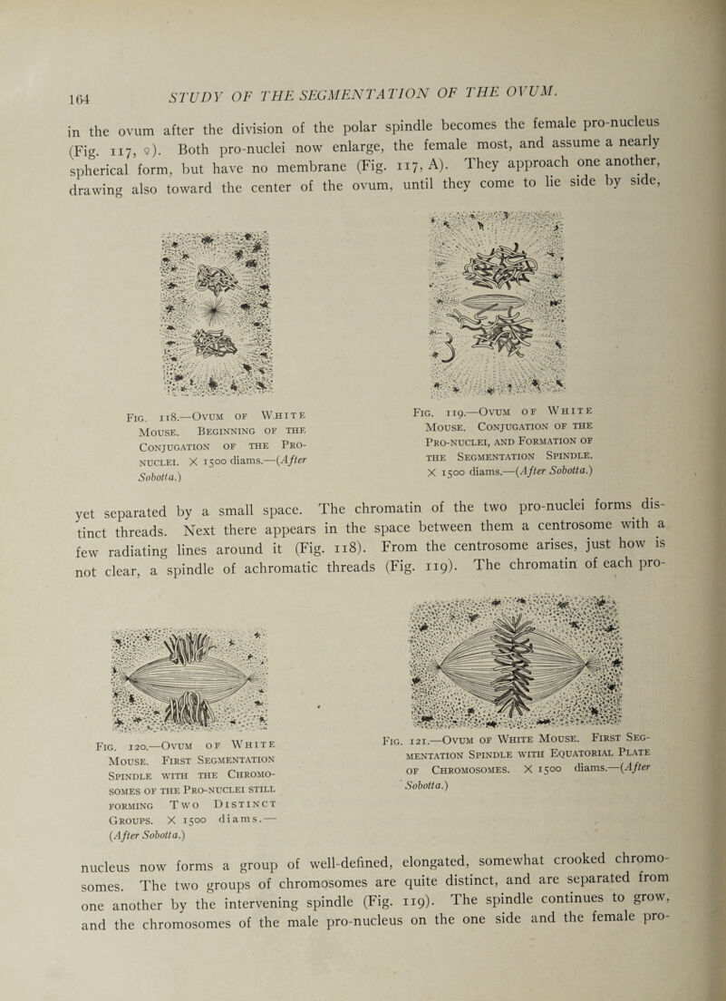 in the ovum after the division of the polar spindle becomes the female pro-nucleus (Fig 117, 2). Both pro-nuclei now enlarge, the female most, and assume a nearly spherical form, but have no membrane (Fig. 117, A). They approach one another, drawing also toward the center of the ovum, until they come to he side by side, Fig. i 18.—Ovum of White Mouse. Beginning of the Conjugation of the Pro¬ nuclei. X 1500 diams.—(After Sobotta.') Fig. 119.—Ovum of White Mouse. Conjugation of the Pro-nuclei, and Formation of the Segmentation Spindle. X 1500 diams.—[After Sobotta.) yet separated by a small space. The chromatin of the two pro-nuclei forms dis¬ tinct threads. Next there appears in the space between them a centrosome with a few radiating lines around it (Fig. 118). From the centrosome arises, just how is not clear, a spindle of achromatic threads (Fig. 119). The chromatin of each pro- Fig. 120.—Ovum of White Mouse. First Segmentation Spindle with the Chromo¬ somes of the Pro-nuclei still forming Two Distinct Groups. X 1500 diams.— [After Sobotta.) Fig. i 21.—Ovum of White M^ouse. First Seg¬ mentation Spindle with Equatorial Plate of Chromosomes. X 1500 diams.—[After Sobotta.) nucleus now forms a group of well-defined, elongated, somewhat crooked chromo¬ somes The two groups of chromosomes are quite distinct, and are separated from one another by the intervening spindle (Fig. 119). The spindle continues to grow, and the chromosomes of the male pro-nucleus on the one side and the female pro-