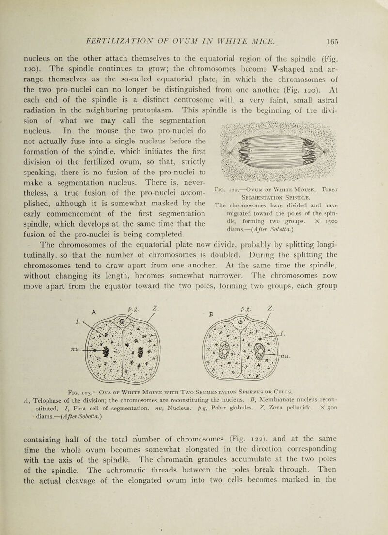 nucleus on the other attach themselves to the equatorial region of the spindle (Fig. 120). The spindle continues to grow; the chromosomes become V-shaped and ar¬ range themselves as the so-called equatorial plate, in which the chromosomes of the two pro-nuclei can no longer be distinguished from one another (Fig. 120). At each end of the spindle is a distinct centrosome with a very faint, small astral radiation in the neighboring protoplasm. This spindle is the beginning of the divi¬ sion of what we may call the segmentation nucleus. In the mouse the two pro-nuclei do not actually fuse into a single nucleus before the formation of the spindle, which initiates the first division of the fertilized ovum, so that, strictly speaking, there is no fusion of the pro-nuclei to make a segmentation nucleus. There is, never¬ theless, a true fusion of the pro-nuclei accom¬ plished, although it is somewhat masked by the early commencement of the first segmentation spindle, which develops at the same time that the fusion of the pro-nuclei is being completed. The chromosomes of the equatorial plate now divide, probably by splitting longi¬ tudinally, so that the number of chromosomes is doubled. During the splitting the chromosomes tend to draw apart from one another. At the same time the spindle, without changing its length, becomes somewhat narrower. The chromosomes now move apart from the equator toward the two poles, forming two groups, each group Fig. 122.—Ovum of White Mouse. First Segmentation Spindle. The chromosomes have divided and have migrated toward the poles of the spin¬ dle, forming two groups. X 1500 diams.—(After Sobotta.) Fig. 123.—Ova of White Mouse with Two Segmentation Spheres or Cells. A, Telophase of the division; the chromosomes are reconstituting the nucleus. B, Membranate nucleus recon¬ stituted. I, First cell of segmentation, nu, Nucleus, p.g, Polar globules. Z, Zona pellucida. X 500 diams.—(After Sobotta.) containing half of the total number of chromosomes (Fig. 122), and at the same time the whole ovum becomes somewhat elongated in the direction corresponding with the axis of the spindle. The chromatin granules accumulate at the two poles of the spindle. The achromatic threads between the poles break through. Then the actual cleavage of the elongated ovum into two cells becomes marked in the