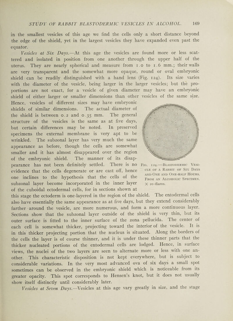 in the smallest vesicles of this age we find the cells only a short distance beyond the edge of the shield, yet in the largest vesicles they have expanded even past the equator. Vesicles at Six Days.—At this age the vesicles are found more or less scat¬ tered and isolated in position from one another through the upper half of the uterus. They are nearly spherical and measure from i.o to 1.6 mm.; their walls are very transparent and the somewhat more opaque, round or oval embryonic shield can be readily distinguished with a hand lens (Fig. 124). Its size varies with the diameter of the vesicle, being larger in the larger vesicles; but the pro¬ portions are not exact, for a vesicle of given diameter may have an embryonic shield of either larger or smaller dimensions than other vesicles of the same size. Hence, vesicles of different sizes may have embryonic shields of similar dimensions. The actual diameter of the shield is between 0.2 and 0.35 mm. The general structure of the vesicles is the same as at five days, but certain differences may be noted. In preserved specimens the external membrane is very apt to be wrinkled. The subzonal layer has very much the same appearance as before, though the cells are somewhat smaller and it has almost disappeared over the region of the embryonic shield. The manner of its disap¬ pearance has not been definitely settled. There is no evidence that the cells degenerate or are cast off, hence one inclines to the hypothesis that the cells of the subzonal layer become incorporated in the inner layer of the cuboidal ectodermal cells, for in sections shown at this stage the ectoderm is one-layered in the region of the shield. The entodermal cells also have essentially the same appearance as at five days, but they extend considerably farther • around the vesicle, are more numerous, and form a more continuous layer. Sections show that the subzonal layer outside of the shield is very thin, but its outer surface is fitted to the inner surface of the zona pellucida. The center of each cell is somewhat thicker, projecting toward the interior of the vesicle. It is in this thicker projecting portion that the nucleus is situated. Along the borders of the cells the layer is of course thinner, and it is under these thinner parts that the thicker nucleated portions of the entodermal cells are lodged. Hence, in surface views, the nuclei of the two layers are seen to alternate more or less with one an¬ other. This characteristic disposition is not kept everywhere, but is subject to considerable variations. In the very most advanced ova of six days a small spot sometimes can be observed in the embryonic shield which is noticeable from its greater opacity. This spot corresponds to Hensen’s knot, but it does not usually show itself distinctly until considerably later. Vesicles at Seven Days.—Vesicles at this age vary greatly in size, and the stage and One and One-half Hours. From an Alcoholic Specimen. X 20 diams.