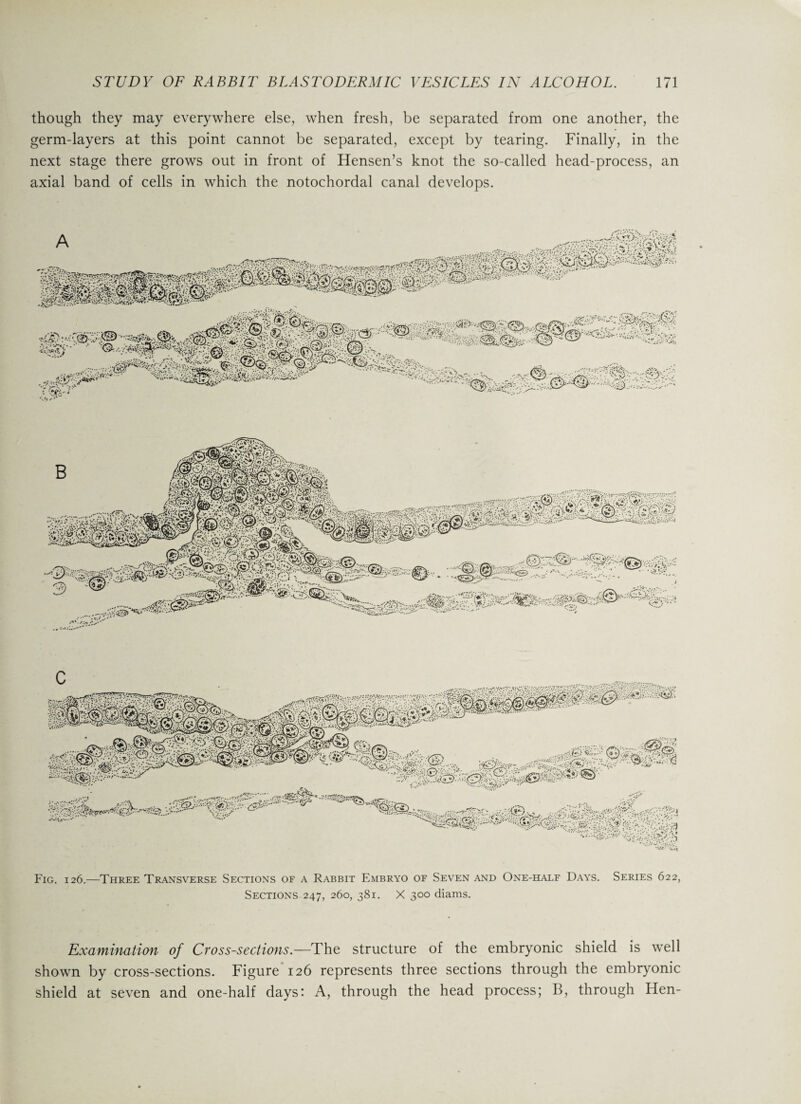 though they may everywhere else, when fresh, be separated from one another, the germ-layers at this point cannot be separated, except by tearing. Finally, in the next stage there grows out in front of Hensen’s knot the so-called head-process, an axial band of cells in which the notochordal canal develops. Fig. 126.—Three Transverse Sections of a Rabbit Embryo of Seven and One-half Days. Sections 247, 260, 381. X 300 diams. Series 622, Examination of Cross-sections.—The structure of the embryonic shield is well shown by cross-sections. Figure 126 represents three sections through the embryonic shield at seven and one-half days: A, through the head process; B, through Hen-