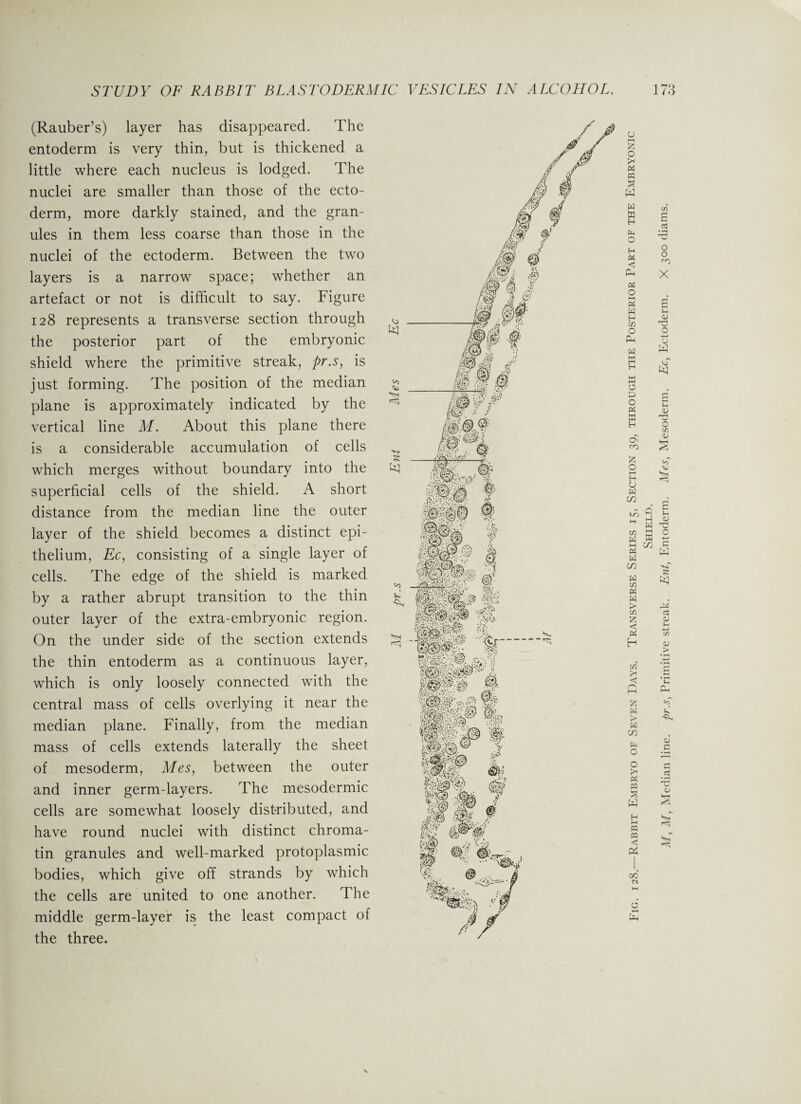 (Rauber’s) layer has disappeared. The entoderm is very thin, but is thickened a little where each nucleus is lodged. The nuclei are smaller than those of the ecto¬ derm, more darkly stained, and the gran¬ ules in them less coarse than those in the nuclei of the ectoderm. Between the two layers is a narrow space; whether an artefact or not is difficult to say. Figure 128 represents a transverse section through the posterior part of the embryonic shield where the primitive streak, pr.s, is just forming. The position of the median plane is approximately indicated by the vertical line M. About this plane there is a considerable accumulation of cells which merges without boundary into the superficial cells of the shield. A short distance from the median line the outer layer of the shield becomes a distinct epi¬ thelium, Ec, consisting of a single layer of cells. The edge of the shield is marked by a rather abrupt transition to the thin outer layer of the extra-embryonic region. On the under side of the section extends the thin entoderm as a continuous layer, which is only loosely connected with the central mass of cells overlying it near the median plane. Finally, from the median mass of cells extends laterally the sheet of mesoderm, Mes, between the outer and inner germ-layers. The mesodermic cells are somewhat loosely distributed, and have round nuclei with distinct chroma¬ tin granules and well-marked protoplasmic bodies, which give off strands by which the cells are united to one another. The middle germ-layer is the least compact of the three. My M, Median line, pr.s, Primitive streak. Ent, Entoderm. Mes, Mesoderm. Ec, Ectoderm. X 300 diams.