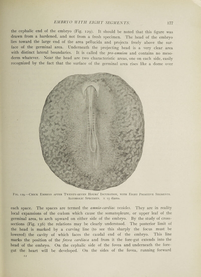 the cephalic end of the embryo (Fig. 129). It should be noted that this fi gure was drawn from a hardened, and not from a fresh specimen. The head of the embryo lies toward the large end of the area pellucida and projects freely above the sur¬ face of the germinal area. Underneath the projecting head is a very clear area with distinct lateral boundaries. It is called the pro-amnion and contains no meso¬ derm whatever. Near the head are two characteristic areas, one on each side, easily recognized by the fact that the surface of the germinal area rises like a dome over Fig. 129.—Chick Embryo after Twenty-seven Hours’ Incubation, with Eight Primitive Segments. Alcoholic Specimen. X 15 diams. each space. The spaces are termed the amnio-cardiac vesicles. They are in reality local expansions of the coelom which cause the somatopleure, or upper leaf of the germinal area, to arch upward on either side of the embryo. By the study of cross- sections (Fig. 136) the relations may be clearly understood. The posterior limit of the head is marked by a curving line (to see this sharply the focus must be lowered) the cavity of which faces the caudal end of the embryo. This line marks the position of the fovea cardiaca and from it the fore-gut extends into the head of the embryo. On the cephalic side of the fovea and underneath the fore¬ gut the heart will be developed. On the sides of the fovea, running forward