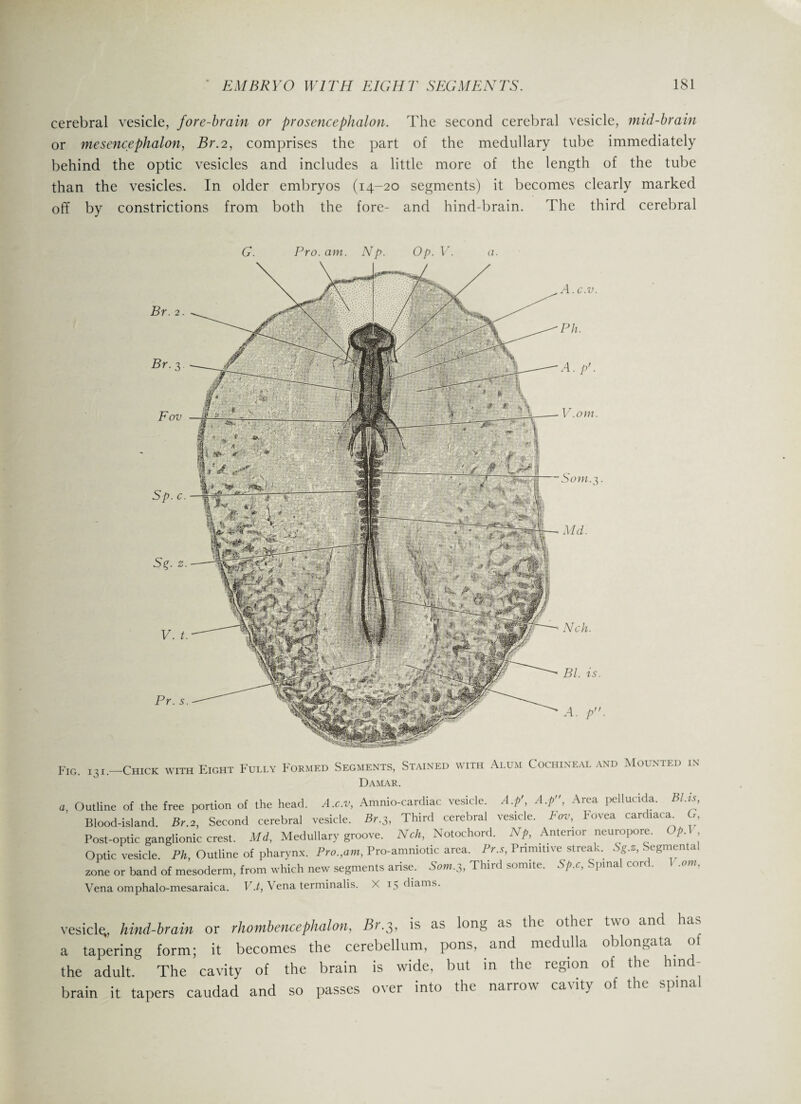 cerebral vesicle, fore-brain or prosencephalon. The second cerebral vesicle, mid-brain or mesencephalon, Br.2, comprises the part of the medullary tube immediately behind the optic vesicles and includes a little more of the length of the tube than the vesicles. In older embryos (14-20 segments) it becomes clearly marked off by constrictions from both the fore- and hind-brain. The third cerebral G. Pro. am. Np. Op. V. a. A. c.v. Ph. A. p'. V.om. Som.$. Md. Nch. Bl. is. A. p. a. FIG. 13i.—Chick with Eight Fully Formed Segments, Stained with Alum Cochineal and Mounted in Damar. Outline of the free portion of the head. A.c.v, Amnio-cardiac vesicle. A.p>, A.p, Area pellucida. Bl.is, Blood-island. Br.2, Second cerebral vesicle. Br.3, Third cerebral vesicle. Fov, Fovea cardtaca G Post-optic ganglionic crest. Md, Medullary groove. Nch, Notochord. Np, Anterior neuropore. Op.I Optic vesicle. Ph, Outline of pharynx. Pro.,am, Pro-amniotic area. Pr.s, Primitive streak. Sg.z, Segmental zone or band of mesoderm, from which new segments arise. Som.3, Third somite. Sp.c, Spinal con . Vena omphalo-mesaraica. V.t, Vena terminalis. X 15 diams. vesicle;, hind-brain or rhombencephalon, Br.3, is as long as the other two and has a tapering form; it becomes the cerebellum, pons, and medulla oblongata, of the adult. The cavity of the brain is wide, but in the region of the hind¬ brain it tapers caudad and so passes over into the narrow cavity of the spinal