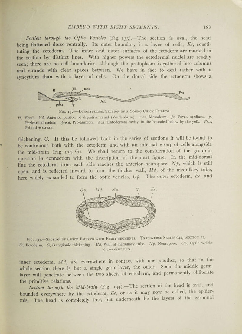 Section through the Optic Vesicles (Fig. 133).—The section is oval, the head being flattened dorso-ventrally. Its outer boundary is a layer of cells, Ec, consti¬ tuting the ectoderm. The inner and outer surfaces of the ectoderm are marked in the section by distinct lines. With higher powers the ectodermal nuclei are readily seen; there are no cell boundaries, although the protoplasm is gathered into columns and strands with clear spaces between. We have in fact to deal rather with a syncytium than with a layer of cells. On the dorsal side the ectoderm shows a Fig. 132.—Longitudinal Section of a Young Chick Embryo. H, Head. Vd, Anterior portion of digestive canal (Vorderdarm). mes, Mesoderm, jo, Fovea cardiaca. p, Pericardial coelom, pro. a, Pro-amnion. Ach, Entodermal cavity, in life bounded below by the yolk. Pr.s, Primitive streak. thickening, G. If this be followed back in the series of sections it will be found to be continuous both with the ectoderm and with an internal group of cells alongside the mid-brain (Fig. 134, G). We shall return to the consideration of the group in question in connection with the description of the next figure. In the mid-dorsal line the ectoderm from each side reaches the anterior neuropore, Np, which is still open, and is reflected inward to form the thicker wall, Md, of the medullary tube, here widely expanded to form the optic vesicles, Op. The outer ectoderm, Ec, and Op. Md. Np. G. Ec. Fig. ^3—Section of Chick Embryo with Eight Segments. Transverse Series 642, Section 21. Ec, Ectoderm. G, Ganglionic thickening. Md, Wall of medullary tube. Np, Neuropore. Op, Optic vesicle, X 100 diameters. inner ectoderm, Md, are everywhere in contact with one another, so that in the whole section there is but a single germ-layer, the outer. Soon the middle germ layer will penetrate between the two sheets of ectoderm, and permanently obliterate the primitive relations. Section through the Mid-brain (Fig. 134).—The section of the head is oval, and bounded everywhere by the ectoderm, Ec, or as it may now be called, the epider¬ mis. The head is completely free, but underneath lie the la}us of the germina