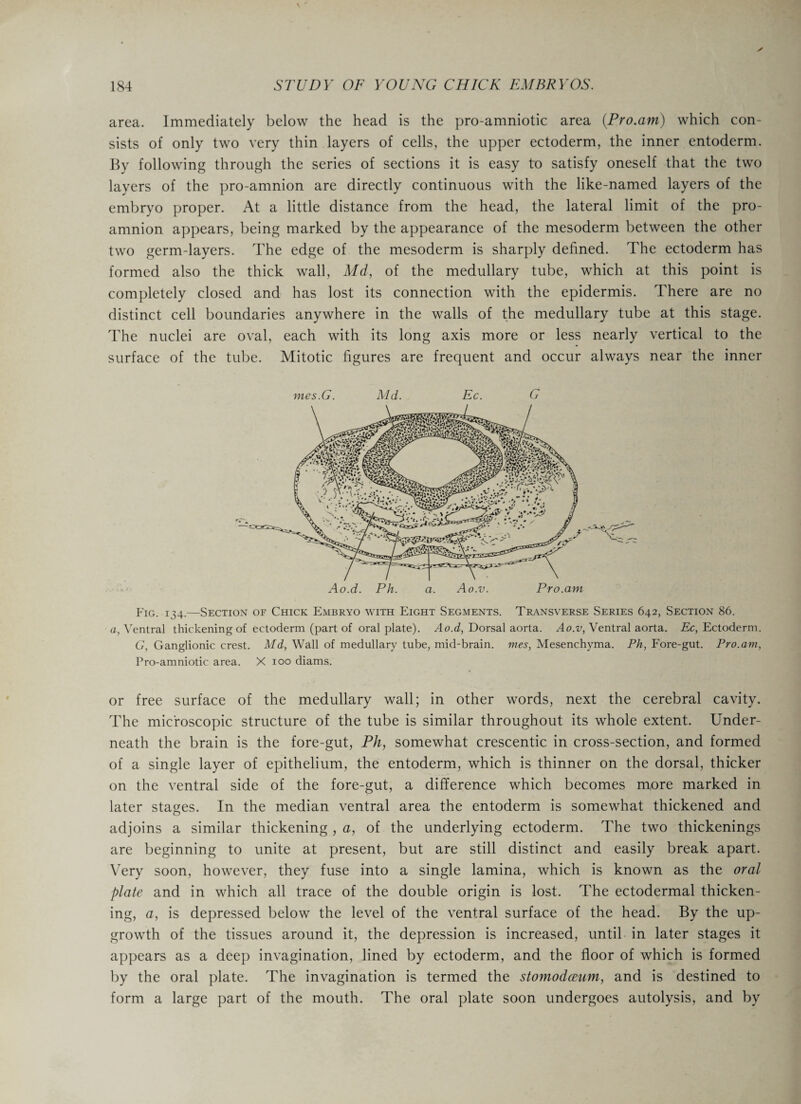 area. Immediately below the head is the pro-amniotic area {Pro.am) which con¬ sists of only two very thin layers of cells, the upper ectoderm, the inner entoderm. By following through the series of sections it is easy to satisfy oneself that the two layers of the pro-amnion are directly continuous with the like-named layers of the embryo proper. At a little distance from the head, the lateral limit of the pro¬ amnion appears, being marked by the appearance of the mesoderm between the other two germ-layers. The edge of the mesoderm is sharply defined. The ectoderm has formed also the thick wall, Md, of the medullary tube, which at this point is completely closed and has lost its connection with the epidermis. There are no distinct cell boundaries anywhere in the walls of the medullary tube at this stage. The nuclei are oval, each with its long axis more or less nearly vertical to the surface of the tube. Mitotic figures are frequent and occur always near the inner mes.G. Md. Ec. G Fig. 134.—Section of Chick Embryo with Eight Segments. Transverse Series 642, Section 86. a, Ventral thickening of ectoderm (part of oral plate). Ao.d, Dorsal aorta. Ao.v, Ventral aorta. Ec, Ectoderm. G, Ganglionic crest. Md, Wall of medullary tube, mid-brain, mes, Mesenchyma. Ph, Fore-gut. Pro.am, Fro-amniotic area. X 100 diams. or free surface of the medullary wall; in other words, next the cerebral cavity. The microscopic structure of the tube is similar throughout its whole extent. Under¬ neath the brain is the fore-gut, Ph, somewhat crescentic in cross-section, and formed of a single layer of epithelium, the entoderm, which is thinner on the dorsal, thicker on the ventral side of the fore-gut, a difference which becomes more marked in later stages. In the median ventral area the entoderm is somewhat thickened and adjoins a similar thickening , a, of the underlying ectoderm. The two thickenings are beginning to unite at present, but are still distinct and easily break apart. Very soon, however, they fuse into a single lamina, which is known as the oral plate and in which all trace of the double origin is lost. The ectodermal thicken¬ ing, a, is depressed below the level of the ventral surface of the head. By the up¬ growth of the tissues around it, the depression is increased, until in later stages it appears as a deep invagination, lined by ectoderm, and the floor of which is formed by the oral plate. The invagination is termed the stomodceum, and is destined to form a large part of the mouth. The oral plate soon undergoes autolysis, and by