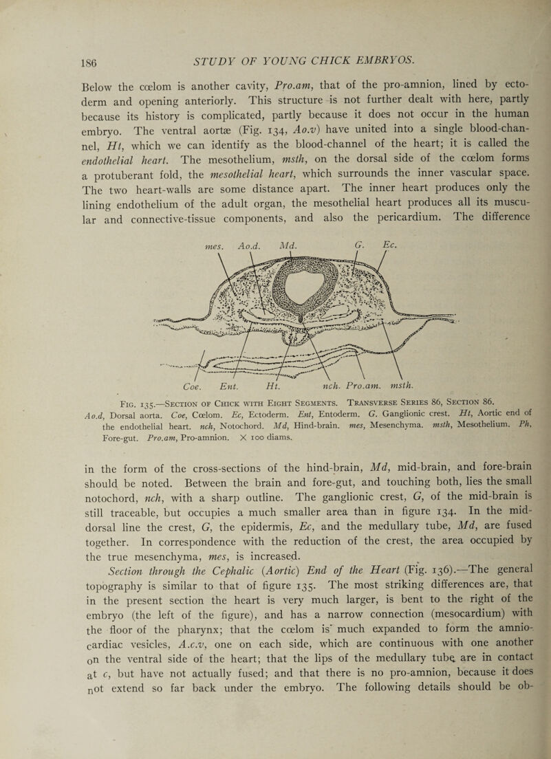 Below the coelom is another cavity, Pro.am, that of the pro-amnion, lined by ecto¬ derm and opening anteriorly. This structure is not further dealt with here, partly because its history is complicated, partly because it does not occur in the human embryo. The ventral aortse (Fig. 134, Ao.v) have united into a single blood-chan¬ nel, Ht, which we can identify as the blood-channel of the heart; it is called the endothelial heart. The mesothelium, msth, on the dorsal side of the coelom forms a protuberant fold, the mesothelial heart, which surrounds the inner vascular space. The two heart-walls are some distance apart. The inner heart produces only the lining endothelium of the adult organ, the mesothelial heart produces all its muscu¬ lar and connective-tissue components, and also the pericardium. The difference mes. Ao.d. Aid. G. Ec. Fig. 135.—Section of Chick with Eight Segments. Transverse Series 86, Section 86. Ao.d, Dorsal aorta. Coe, Coelom. Ec, Ectoderm. Ent, Entoderm. G. Ganglionic crest. Ht, Aortic end of the endothelial heart, nch, Notochord. Md, Hind-brain, mes, Mesenchyma. msth, Mesothelium. Ph, Fore-gut. Pro.am, Pro-amnion. X ioo diams. in the form of the cross-sections of the hind-brain, Md, mid-brain, and fore-brain should be noted. Between the brain and fore-gut, and touching both, lies the small notochord, nch, with a sharp outline. The ganglionic crest, G, of the mid-brain is still traceable, but occupies a much smaller area than in figure 134. In the mid¬ dorsal line the crest, G, the epidermis, Ec, and the medullary tube, Md, are fused together. In correspondence with the reduction of the crest, the area occupied by the true mesenchyma, mes, is increased. Section through the Cephalic (Aortic) End of the Heart (Fig. 136).—The general topography is similar to that of figure 135. The most striking differences are, that in the present section the heart is very much larger, is bent to the right of the embryo (the left of the figure), and has a narrow connection (mesocardium) with the floor of the pharynx; that the coelom is' much expanded to form the amnio- cardiac vesicles, A.c.v, one on each side, which are continuous with one another on the ventral side of the heart; that the lips of the medullary tube are in contact at c, but have not actually fused; and that there is no pro-amnion, because it does not extend so far back under the embryo. The following details should be ob-