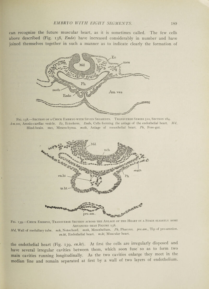 can recognize the future muscular heart, as it is sometimes called. The few cells above described (Fig. 138, Endo) have increased considerably in number and have joined themselves together in such a manner as to indicate clearly the formation of Fig. 138.—Section of a Chick Embryo with Seven Segments. Transverse Series 510, Section 184. Am.ves, Amnio-cardiac vesicle. Ec, Ectoderm. Endo, Cells forming the anlage of the endothelial heart. Md, Hind-brain, mes, Mesenchyma. msth, Anlage of mesothelial heart. Ph, Fore-gut. Fig. 139.—Chick Embryo, Transverse Section across the Anlage of the Heart in a Stage slight L^ more Advanced than Figure 138. Md, Wall of medullary tube, nch, Notochord, msth, Mesothelium. Ph, Pharynx, pro.am., d ip of pro-ammon. en.ht, Endothelial heart, m.ht, Muscular heart. the endothelial heart (Fig. 139, en.ht). At first the cells are irregularly disposed and have several irregular cavities between them, which soon fuse so as to form two main cavities running longitudinally. As the two cavities enlarge they meet in the median line and remain separated at first by a wall ot two layers of endothelium.