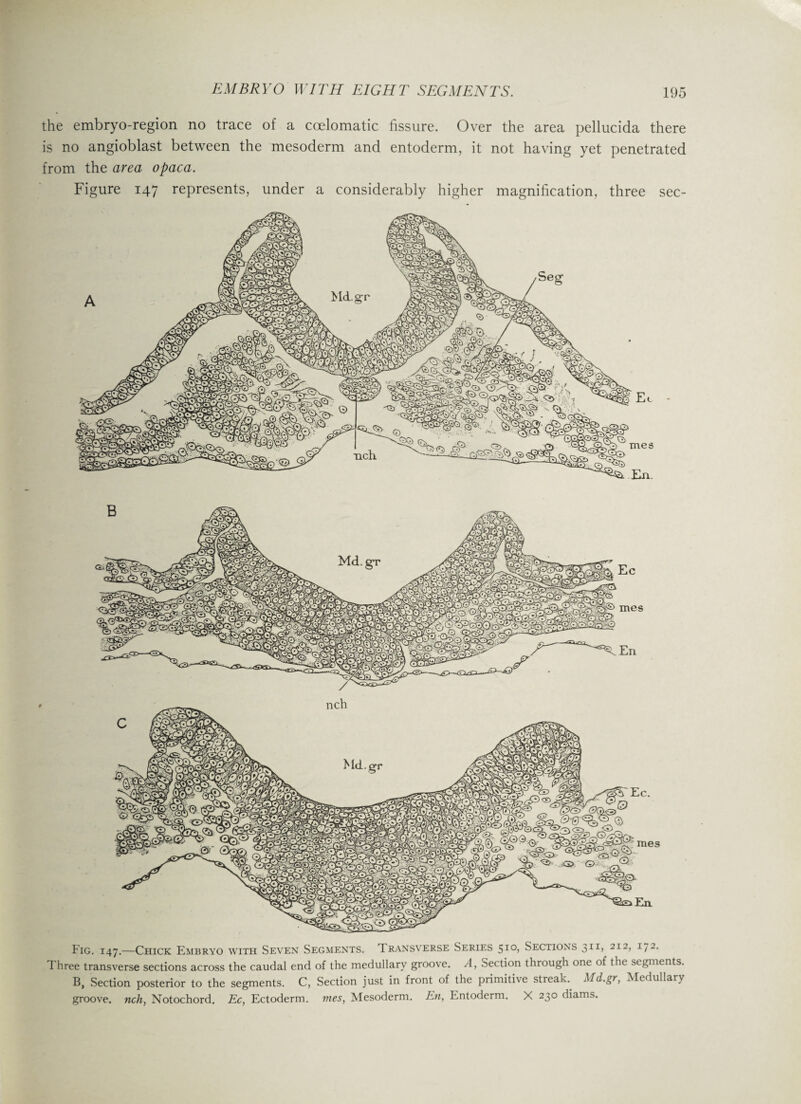 the embryo-region no trace of a coelomatic fissure. Over the area pellucida there is no angioblast between the mesoderm and entoderm, it not having yet penetrated from the area opaca. Figure 147 represents, under a considerably higher magnification, three sec- Fig. 147.—Chick Embryo with Seven Segments. Transverse Series 5io> Sections 311* 212, 172. Three transverse sections across the caudal end of the medullary groove. A, section through one of the segments. B, Section posterior to the segments. C, Section just in front of the primitive streak. Md.gr, Medullary groove, nch, Notochord. Ec, Ectoderm, mes, Mesoderm. En, Entoderm. X 230 diams.