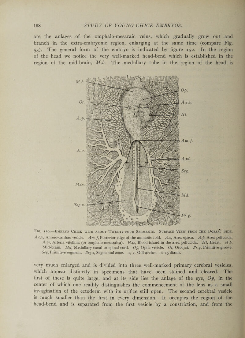 are the anlages of the omphalo-mesaraic veins, which gradually grow out and branch in the extra-embryonic region, enlarging at the same time (compare Fig. 53). The general form of the embryo is indicated by figure 152. In the region of the head we notice the very well-marked head-bend which is established in the region of the mid-brain, M.b. The medullary tube in the region of the head is Fig. 150.—Embryo Chick with about Twenty-four Segments. Surface View from the Dorsal Side. A.c.v, Amnio-cardiac vesicle. Am.f, Posterior edge of the amniotic fold. A.o, Area opaca. A.p, Area pellucida. A.vi, Arteria vitellina (or omphalo-mesaraica). bl.is, Blood-island in the area pellucida. Ht, Heart. M.b, Mid-brain. Md, Medullary canal or spinal cord. Op, Optic vesicle. Ot, Otocyst. Pr.g, Primitive groove. Seg, Primitive segment. Seg.z, Segmental zone, i, 2, Gill-arches. X 15 diams. very much enlarged and is divided into three well-marked primary cerebral vesicles, which appear distinctly in specimens that have been stained and * cleared. The first of these is quite large, and at its side lies the anlage of the eye, Op, in the center of which one readily distinguishes the commencement of the lens as a small invagination of the ectoderm with its orifice still open. The second cerebral vesicle is much smaller than the first in every dimension. It occupies the region of the head-bend and is separated from the first vesicle by a constriction, and from the