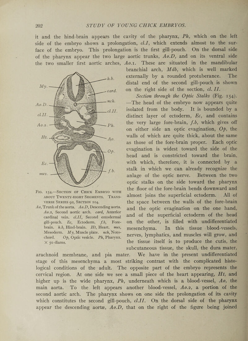 card. cl.II. it and the hind-brain appears the cavity of the pharynx, Ph, which on the left side of the embryo shows a prolongation, cl.I, which extends almost to the sur¬ face of the embryo. This prolongation is the first gill-pouch. On the dorsal side of the pharynx appear the two large aortic trunks, Ao.D, and on its ventral side the two smaller first aortic arches, Ao.i. These are situated in the mandibular branchial arch, Mdb, which is well marked externally by a rounded protuberance. The distal end of the second gill-pouch is shown on the right side of the section, cl. II. Section through the Optic Stalks (Fig. 154). —The head of the embryo now appears quite isolated from the body. It is bounded by a distinct layer of ectoderm, Ec, and contains the very large fore-brain, f.b, which gives off on either side an optic evagination, Op, the walls of which are quite thick, about the same as those of the fore-brain proper. Each optic evagination is widest toward the side of the head and is constricted toward the brain, with which, therefore, it is connected by a stalk in which we can already recognize the anlage of the optic nerve. Between the two optic stalks on the side toward the pharynx the floor of the fore-brain bends downward and almost joins the superficial ectoderm. All of the space between the walls of the fore-brain and the optic evagination on the one hand, Ao.D. cl.II Ao. 2. mes. gill-pouch. Ec, Ectoderm, f.b, Fore¬ brain. h.b, Hind-brain. Ht, Heart, mes, Mesodi chord. X 50 diams. Fig. 154.—Section of Chick Embryo with about Twenty-eight Segments. Trans¬ verse Series 92, Section 104. Ao, Trunk of the aorta. Ao.D, Descending aorta. Ao. 2, Second aortic arch, card, Anterior . . , r cardinal vein. cl.II, Second entodermal and of the superficial ectoderm of the head on the other, is filled with undifferentiated mesenchyma. In this tissue blood-vessels, Mesoderm. My, Muscle plate, nch, Noto- . , ,. •. , .n 1 -WH Op, Optic vesicle. Ph, Pharynx. nerves’ lymphatics, and muscles will grow, and the tissue itself is to produce the cutis, the subcutaneous tissue, the skull, the dura mater, arachnoid membrane, and pia mater. We have in the present undifferentiated stage of this mesenchyma a most striking contrast with the complicated histo¬ logical conditions of the adult. The opposite part of the embryo represents the cervical region. At one side we see a small piece of the heart appearing, Ht, and higher up is the wide pharynx, Ph, underneath which is a blood-vessel, Ao, the main aorta. To the left appears another blood-vessel, Ao.2, a portion of the second aortic arch. The pharynx shows on one side the prolongation of its cavity which constitutes the second gill-pouch, cl.II. On the dorsal side of the pharynx appear the descending aortse, Ao.D, that on the right of the figure being joined