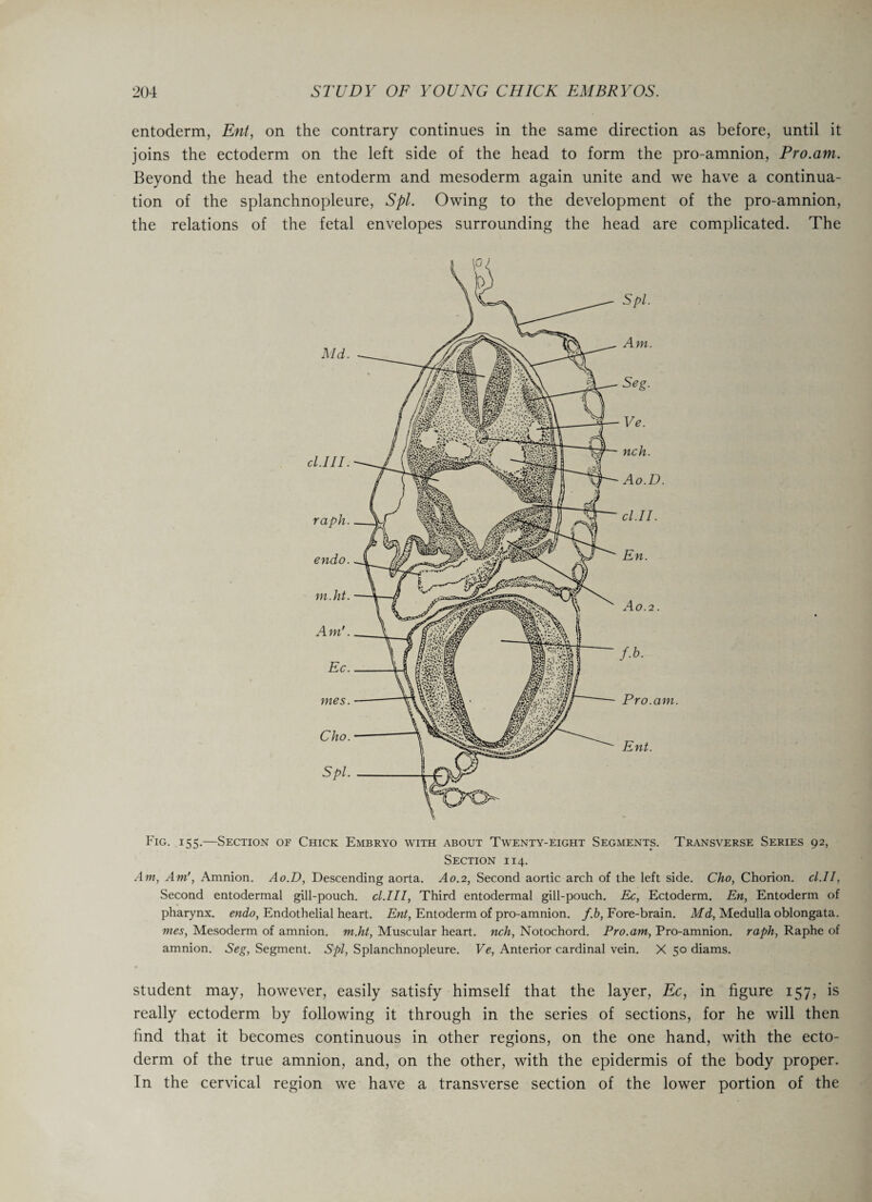 entoderm, Ent, on the contrary continues in the same direction as before, until it joins the ectoderm on the left side of the head to form the pro-amnion, Pro.am. Beyond the head the entoderm and mesoderm again unite and we have a continua¬ tion of the splanchnopleure, Spl. Owing to the development of the pro-amnion, the relations of the fetal envelopes surrounding the head are complicated. The Fig. 155.—Section of Chick Embryo with about Twenty-eight Segments. Transverse Series 92, Section 114. Am, Am', Amnion. Ao.D, Descending aorta. A0.2, Second aortic arch of the left side. Cho, Chorion, cl.II, Second entodermal gill-pouch, cl.Ill, Third entodermal gill-pouch. Ec, Ectoderm. En, Entoderm of pharynx, endo, Endothelial heart. Ent, Entoderm of pro-amnion, f.b, Fore-brain. Md, Medulla oblongata. mes, Mesoderm of amnion, m.ht, Muscular heart, nch, Notochord. Pro.am, Pro-amnion, raph, Raphe of amnion. Seg, Segment. Spl, Splanchnopleure. Ve, Anterior cardinal vein. X 50 diams. student may, however, easily satisfy himself that the layer, Ec, in figure 157, is really ectoderm by following it through in the series of sections, for he will then find that it becomes continuous in other regions, on the one hand, with the ecto¬ derm of the true amnion, and, on the other, with the epidermis of the body proper. In the cervical region we have a transverse section of the lower portion of the