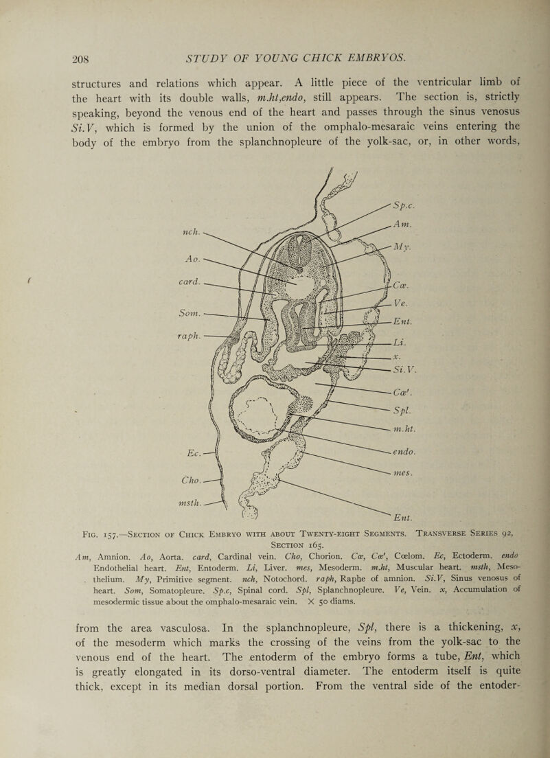 structures and relations which appear. A little piece of the ventricular limb of the heart with its double walls, m.ht,endo, still appears. The section is, strictly speaking, beyond the venous end of the heart and passes through the sinus venosus Si.V, which is formed by the union of the omphalo-mesaraic veins entering the body of the embryo from the splanchnopleure of the yolk-sac, or, in other words, Fig. 157.—Section of Chick Embryo with about Twenty-eight Segments. Transverse Series 92, Section 165. Am, Amnion. Ao, Aorta, card, Cardinal vein. Cho, Chorion. Cce, Cos', Coelom. Ec, Ectoderm, endo Endothelial heart. Ent, Entoderm. Li, Liver, mes, Mesoderm, m.ht, Muscular heart, msth, Meso- thelium. My, Primitive segment, nch, Notochord, raph, Raphe of amnion. Si.V, Sinus venosus of heart. Som, Somatopleure. Sp.c, Spinal cord. Spl, Splanchnopleure. Ve, Vein, x, Accumulation of mesodermic tissue about the omphalo-mesaraic vein. X 50 diams. from the area vasculosa. In the splanchnopleure, Spl, there is a thickening, x, of the mesoderm which marks the crossing of the veins from the yolk-sac to the venous end of the heart. The entoderm of the embryo forms a tube, Ent, which is greatly elongated in its dorso-ventral diameter. The entoderm itself is quite thick, except in its median dorsal portion. From the ventral side of the entoder-