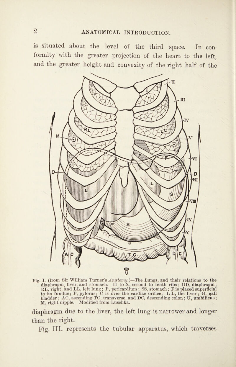 9 is situated about the level of the third space. In con¬ formity with the greater projection of the heart to the left, and the greater height and convexity of the right half of the Fig. I. (from Sir William Turner’s Anatomy.)—The Lungs, and their relations to the diaphragm( liver, and stomach. II to X, second to tenth ribs ; DD, diaphragm; RL, right, and LL, left lung; P, pericardium ; SS, stomach; F is placed superficial to its fundus; P, pylorus; C is over the cardiac orifice; LL, the liver; G, gall bladder ; AC, ascending TC, transverse, and DC. descending colon ; U, umbilicus; M, right nipple. Modified from Luschka. diaphragm due to the liver, the left lung is narrower and longer than the right. Fig. III. represents the tubular apparatus, which traverses