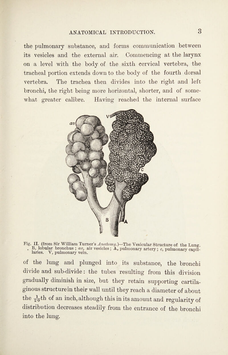 the pulmonary substance, and forms communication between its vesicles and the external air. Commencing at the larynx on a level with the body of the sixth cervical vertebra, the tracheal portion extends down to the body of the fourth dorsal vertebra. The trachea then divides into the right and left bronchi, the right being more horizontal, shorter, and of some¬ what greater calibre. Having reached the internal surface Fig. II. (from Sir William Turner’s Anatomy.)—The Vesicular Structure of the Lung. . B, lobular bronchus ; av, air vesicles ; A, pulmonary artery ; c, pulmonary capil¬ laries. V, pulmonary vein. of the lung and plunged into its substance, the bronchi divide and sub-divide : the tubes resulting from this division gradually diminish in size, but they retain supporting cartila¬ ginous structure in their wall until they reach a diameter of about the -o-Q-th of an inch, although this in its amount and regularity of distribution decreases steadily from the entrance of the bronchi into the lung.