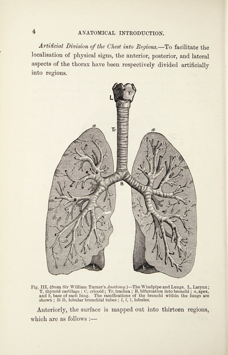 Artificial Division of the Chest into Regions.—To facilitate the localisation of physical signs, the anterior, posterior, and lateral aspects of the thorax have been respectively divided artificially into regions. Fig. III. (from Sir William Turner’s Anatomy.)—The Windpipe and Lungs. L, Larynx; T, thyroid cartilage ; C, cricoid ; Tr, trachea ; B, bifurcation into bronchi; a, apex, and b, base of each lung. The ramifications of the bronchi within the lungs are shown ; lb lb, lobular bronchial tubes ; l, l, l, lobules. Anteriorly, the surface is mapped out into thirteen regions, which are as follows :—