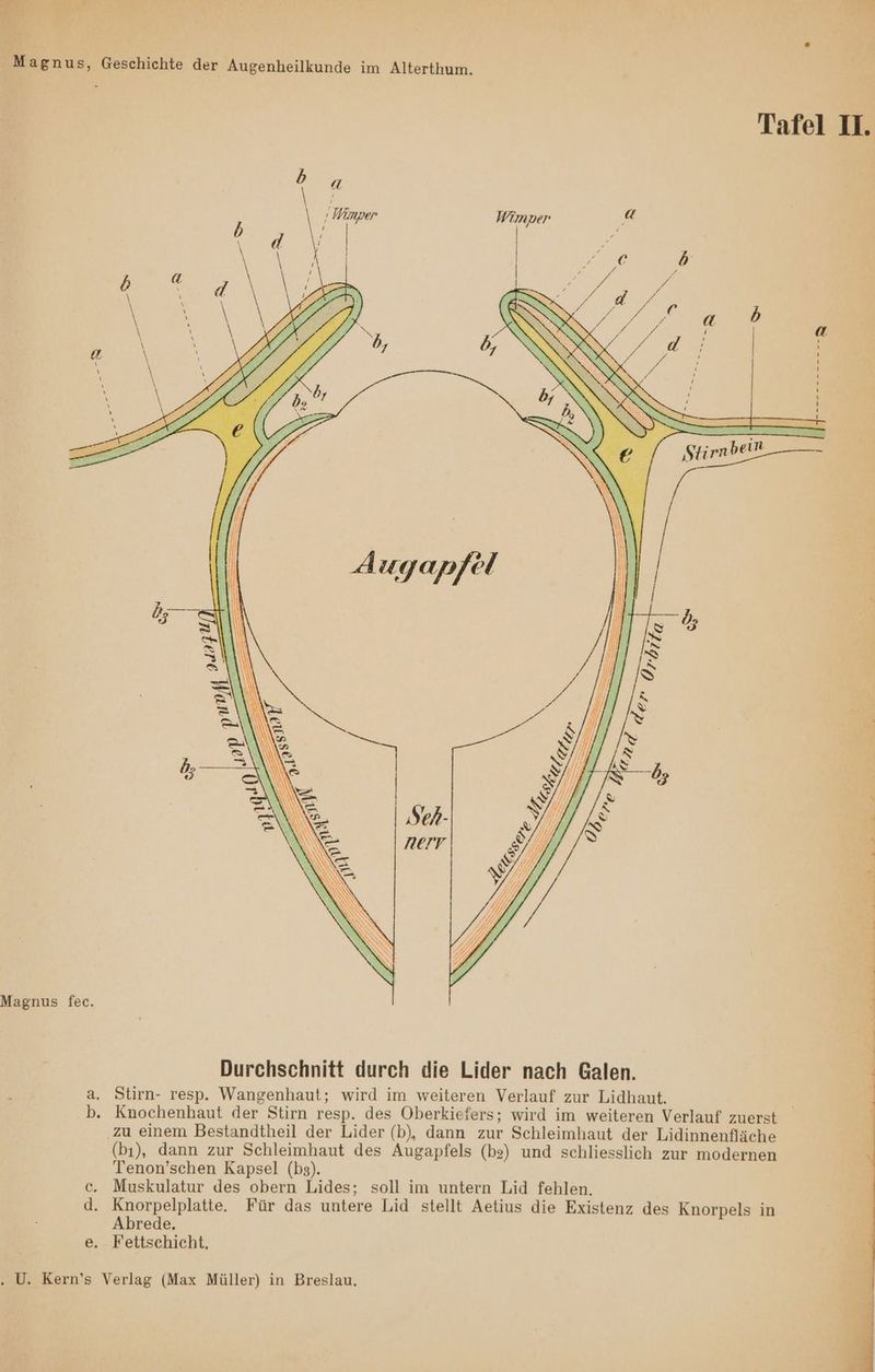 27 MR . ® Magnus, Geschichte der Augenheilkunde im Alterthum. Tafel I. Magnus fec. Durchschnitt durch die Lider nach Galen. . Stirn- resp. Wangenhaut; wird im weiteren Verlauf zur Lidhaut. Knochenhaut der Stirn resp. des Oberkiefers; wird im weiteren Verlauf zuerst .zu einem Bestandtheil der Lider (b), dann zur Schleimhaut der Lidinnenfläche (bı), dann zur Schleimhaut des Augapfels (be) und schliesslich zur modernen Tenon’schen Kapsel (bs). | c. Muskulatur des obern Lides; soll im untern Lid fehlen. d. Knorpelplatte. Für das untere Lid stellt Aetius die Existenz des Knorpels in Abrede. e. Fettschicht. =»