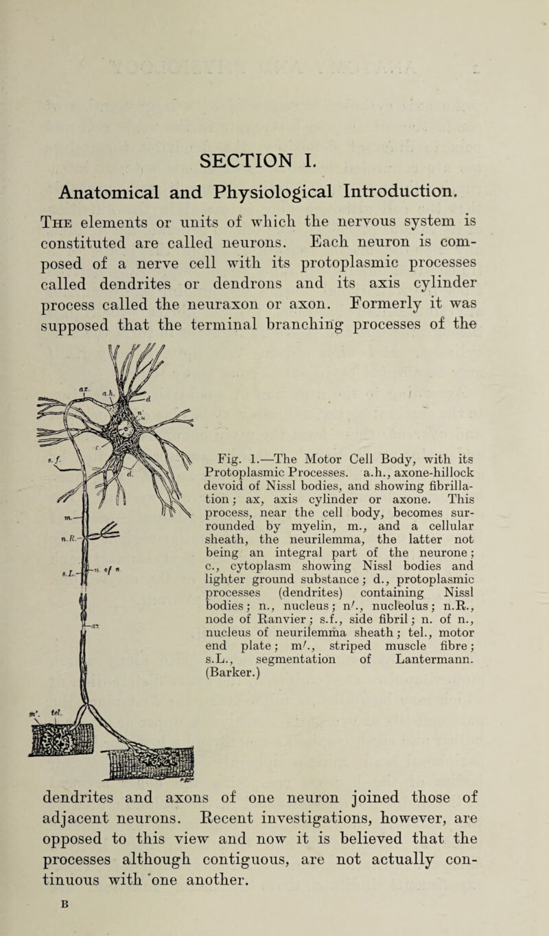 Anatomical and Physiological Introduction. The elements or units of which the nervous system is constituted are called neurons. Each neuron is com¬ posed of a nerve cell with its protoplasmic processes called dendrites or dendrons and its axis cylinder process called the neuraxon or axon. Formerly it was supposed that the terminal branching processes of the i Fig. 1.—The Motor Cell Body, with its Protoplasmic Processes, a.h., axone-hillock devoid of Nissl bodies, and showing fibrilla¬ tion ; ax, axis cylinder or axone. This process, near the cell body, becomes sur¬ rounded by myelin, m., and a cellular sheath, the neurilemma, the latter not being an integral part of the neurone; c., cytoplasm showing Nissl bodies and lighter ground substance; d., protoplasmic processes (dendrites) containing Nissl bodies; n., nucleus; nh, nucleolus; n.R., node of Ranvier; s.f., side fibril; n. of n., nucleus of neurilemma sheath; tel., motor end plate; mh, striped muscle fibre; s.L., segmentation of Lantermann. (Barker.) dendrites and axons of one neuron joined those of adjacent neurons. Recent investigations, however, are opposed to this view' and now it is believed that the processes although contiguous, are not actually con¬ tinuous with one another. B