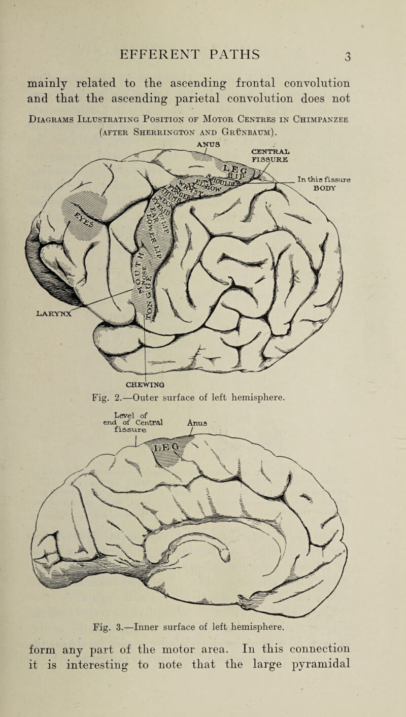 mainly related to tire ascending frontal convolution and that the ascending parietal convolution does not Diagrams Illustrating Position of Motor Centres in Chimpanzee (after Sherrington and Grunbaum). anus Fig. 2.—Outer surface of left hemisphere. Level of end. of Central Anus form any part of the motor area. In this connection it is interesting to note that the large pyramidal