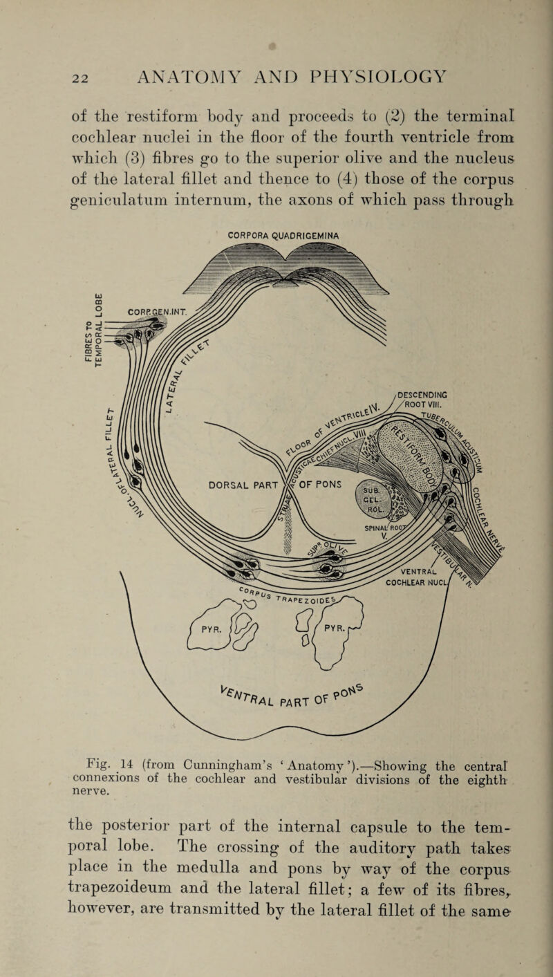 of tlie restiform body and proceeds to (2) the terminal cochlear nuclei in the floor of the fourth ventricle from which (3) fibres go to the superior olive and the nucleus of the lateral fillet and thence to (4) those of the corpus geniculatum internum, the axons of which pass through CORPORA QUADRIGEMINA Fig. 14 (from Cunningham’s ‘Anatomy’).—Showing the central connexions of the cochlear and vestibular divisions of the eighth nerve. the posterior part of the internal capsule to the tem¬ poral lobe. The crossing of the auditory path takes place in the medulla and pons by way of the corpus trapezoideum and the lateral fillet; a few of its fibres,, however, are transmitted by the lateral fillet of the same