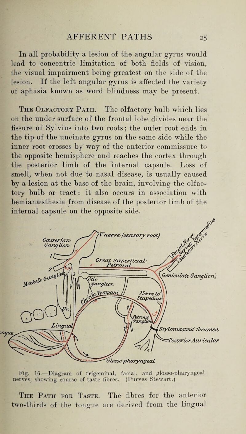 In all probability a lesion of tbe angular gyrus would lead to concentric limitation of both fields of vision, the visual impairment being greatest on the side of the lesion. If the left angular gyrus is affected the variety of aphasia known as word blindness may be present. The Olfactory Path. The olfactory bulb which lies on the under surface of the frontal lobe divides near the fissure of Sylvius into two roots; the outer root ends in the tip of the uncinate gyrus on the same side while the inner root crosses by way of the anterior commissure to the opposite hemisphere and reaches the cortex through the posterior limb of the internal capsule. Loss of smell, when not due to nasal disease, is usually caused by a lesion at the base of the brain, involving the olfac¬ tory bulb or tract: it also occurs in association with hemiansesthesia from disease of the posterior limb of the internal capsule on the opposite side. The Path for Taste. The fibres for the anterior two-thirds of the tongue are derived from the lingual