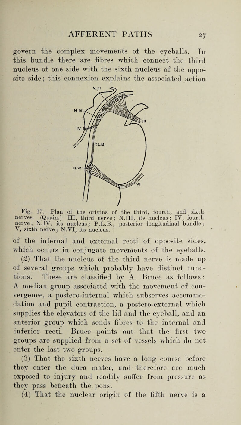 govern tlie complex movements of the eyeballs. In this bundle there are fibres which connect the third nucleus of one side with the sixth nucleus of the oppo¬ site side; this connexion explains the associated action Fig. 17.—Plan of the origins of the third, fourth, and sixth nerves. (Quain.) Ill, third nerve; N.III, its nucleus; IV, fourth nerve; N.IV, its nucleus; P.L.B., posterior longitudinal bundle; V, sixth nerve; N.VI, its nucleus. of the internal and external recti of opposite sides, which occurs in conjugate movements of the eyeballs. (2) That the nucleus of the third nerve is made up of several groups which probably have distinct func¬ tions. These are classified by A. Bruce as follows: A median group associated with the movement of con¬ vergence, a postero-internal which subserves accommo¬ dation and pupil contraction, a postero-external which supplies the elevators of the lid and the eyeball, and an anterior group which sends fibres to the internal and inferior recti. Bruce points out that the first two groups are supplied from a set of vessels which do not enter the last two groups. (3) That the sixth nerves have a long course before they enter the dura mater, and therefore are much exposed to injury and readily suffer from pressure as they pass beneath the pons. (4) That the nuclear origin of the fifth nerve is a