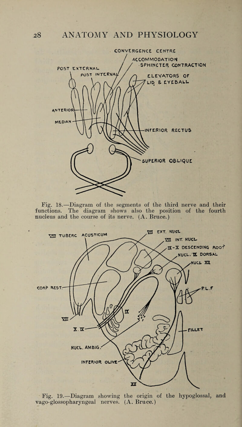 CONVERGENCE. CENTRE Fig. 18.—Diagram of the segments of the third nerve and their functions. The diagram shows also the position of the fourth nucleus and the course of its nerve. (A. Bruce.) Fig. 19.—Diagram showing the origin of the hypoglossal, and vago-glossopharyngeal nerves. (A. Bruce.)