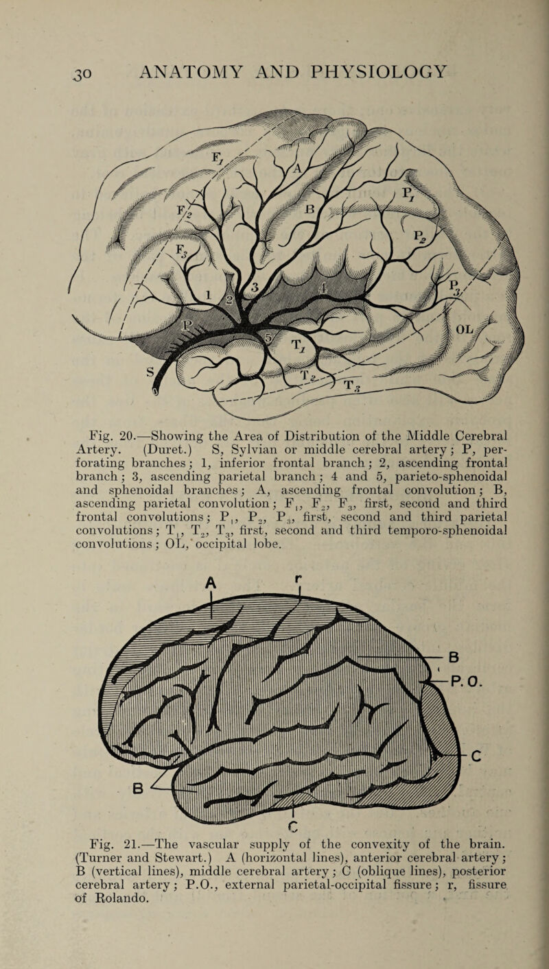 O ifYV Fig. 20.—Showing the Area of Distribution of the Middle Cerebral Artery. (Duret.) S, Sylvian or middle cerebral artery; P, per¬ forating branches; 1, inferior frontal branch; 2, ascending frontal branch; 3, ascending parietal branch; 4 and 5, parieto-sphenoidal and sphenoidal branches; A, ascending frontal convolution; B, ascending parietal convolution; F,, F2, F3, first, second and third frontal convolutions; P,, P2, P3, first, second and third parietal convolutions; T,, T2, T3, first, second and third temporo-sphenoidal convolutions; OL,'occipital lobe. Fig. 21.—The vascular supply of the convexity of the brain. (Turner and Stewart.) A (horizontal lines), anterior cerebral artery; B (vertical lines), middle cerebral artery; C (oblique lines), posterior cerebral artery; P.O., external parietal-occipital fissure; r, fissure of Rolando.