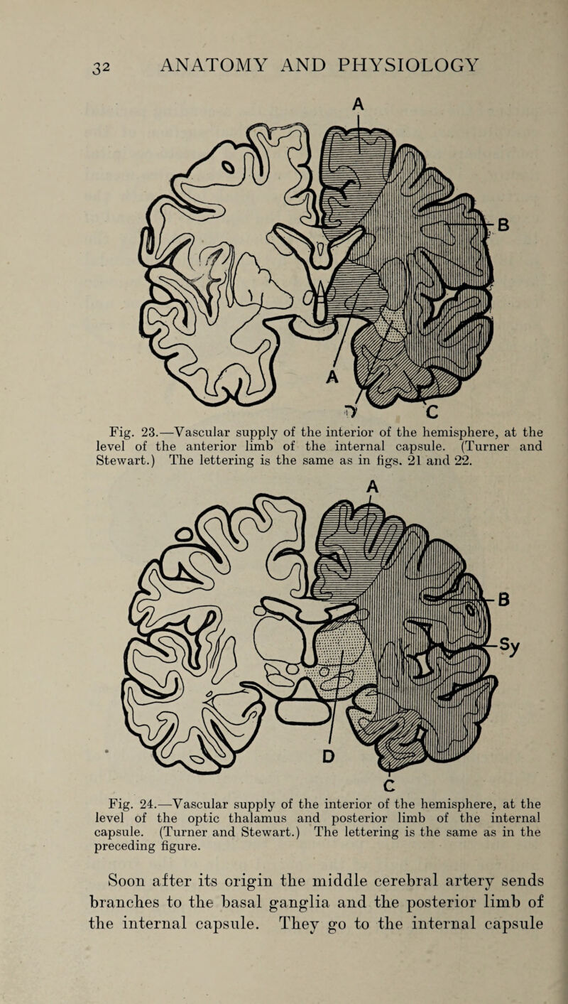A Fig. 23.—Vascular supply of the interior of the hemisphere, at the level of the anterior limb of the internal capsule. (Turner and Stewart.) The lettering is the same as in figs. 21 and 22. Fig. 24.—Vascular supply of the interior of the hemisphere, at the level of the optic thalamus and posterior limb of the interna! capsule. (Turner and Stewart.) The lettering is the same as in the preceding figure. Soon after its origin the middle cerebral artery sends branches to the basal ganglia and the posterior limb of the internal capsule. They go to the internal capsule