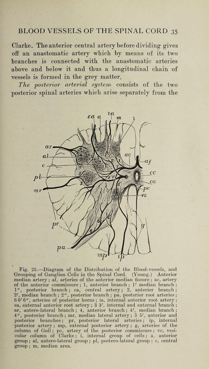 Clarke. The anterior central artery before dividing gives off an anastomatic artery which by means of its two branches is connected with the anastomatic arteries above and below it and thus a longitudinal chain of vessels is formed in the grey matter. The 'posterior arterial system consists of the two posterior spinal arteries which arise separately from the Fig. 25.—Diagram of the Distribution of the Blood-vessels, and Grouping of Ganglion Cells in the Spinal Cord. (Young.) Anterior median artery; af, arteries of the anterior median fissure; ac, artery of the anterior commissure; 1, anterior branch ; V median branch; 1, posterior branch; ca, central artery; 2, anterior branch; 2^ median branch; 2, posterior branch; pa, posterior root arteries; 6 6/6'', arteries of posterior horns; ia, internal anterior root artery; ea, external anterior root artery; 3 3r, internal and external branch; ar, antero-lateral branch; 4, anterior branch; 4^, median branch; 4, posterior branch; mr, median lateral artery; 5 5f, anterior and posterior branches; pr, posterior lateral arteries; ip, internal posterior artery; mp, external posterior artery; g, arteries of the column of Goll; pc, artery of the posterior commissure; vc, vesi¬ cular column of Clarke; i, internal group of cells; a, anterior group; al, antero-lateral group; pi, postero-lateral group ; c, central group; m, median area.