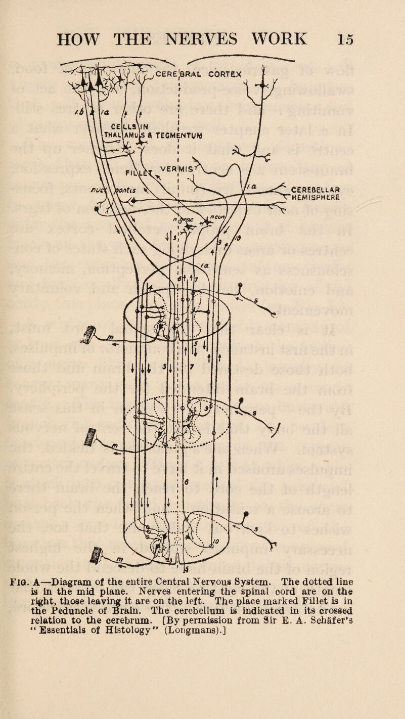 FIG. A—Diagram of the entire Central Nervous System. The dotted line is in the mid plane. Nerves entering the spinal oord are on the right, those leaving it are on the left. The place marked Fillet is in the Peduncle of Brain. The cerebellum is indicated in its crossed relation to the cerebrum. [By permission from Sir E. A. Schafer’s “Essentials of Histology” (Longmans).]