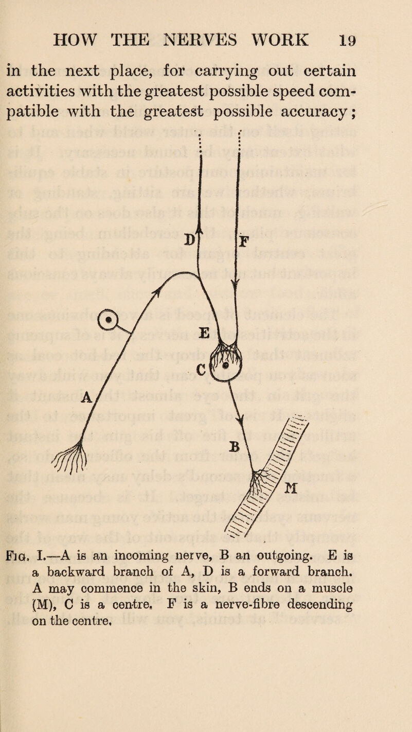 in the next place, for carrying out certain activities with the greatest possible speed com¬ patible with the greatest possible accuracy; a backward branch of A, D is a forward branch. A may commence in the skin, B ends on a muscle (M), C is a centre. F is a nerve-fibre descending on the centre.