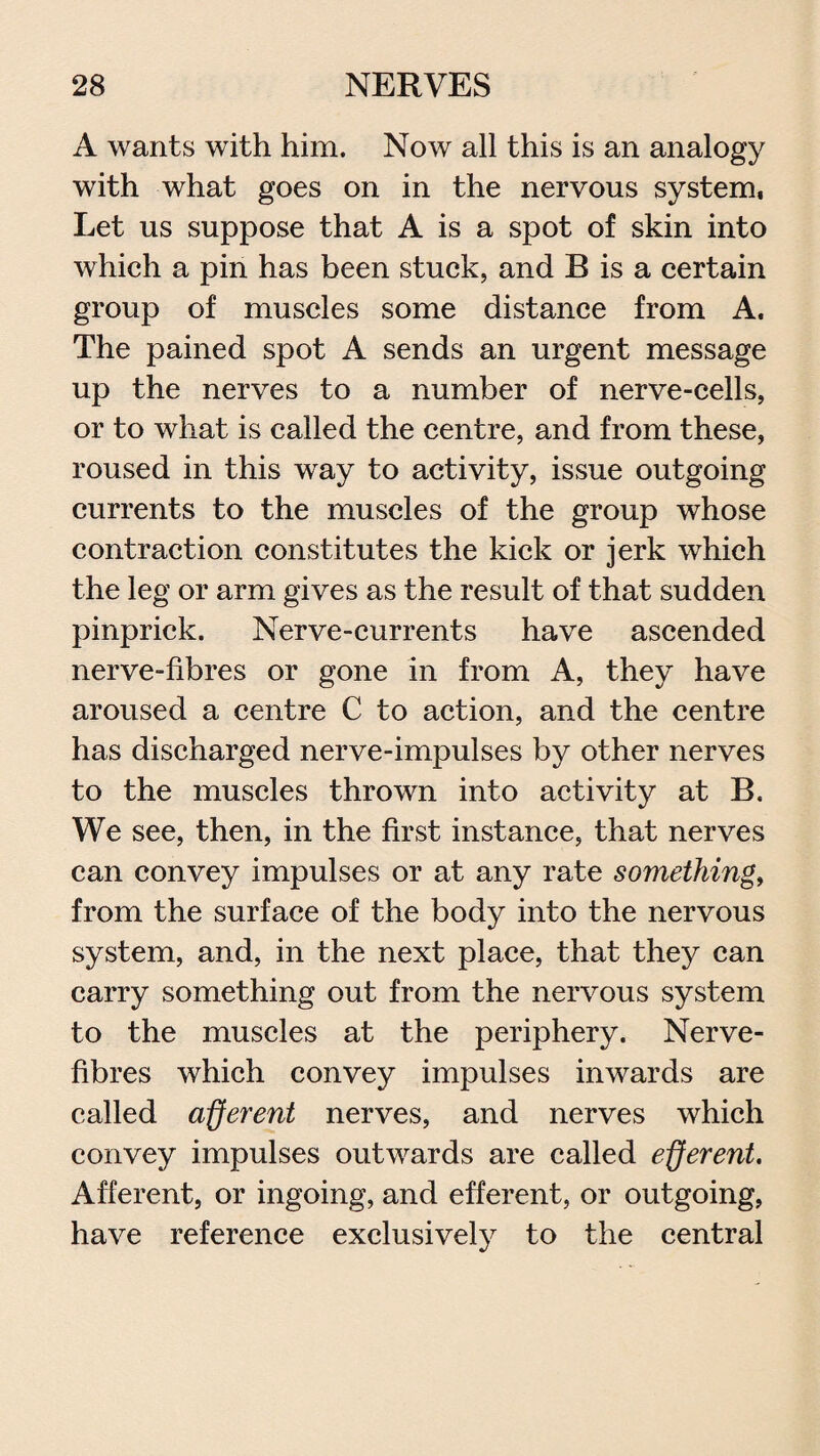 A wants with him. Now all this is an analogy with what goes on in the nervous system, Let us suppose that A is a spot of skin into which a pin has been stuck, and R is a certain group of muscles some distance from A. The pained spot A sends an urgent message up the nerves to a number of nerve-cells, or to what is called the centre, and from these, roused in this way to activity, issue outgoing currents to the muscles of the group whose contraction constitutes the kick or jerk which the leg or arm gives as the result of that sudden pinprick. Nerve-currents have ascended nerve-fibres or gone in from A, they have aroused a centre C to action, and the centre has discharged nerve-impulses by other nerves to the muscles thrown into activity at B. We see, then, in the first instance, that nerves can convey impulses or at any rate something, from the surface of the body into the nervous system, and, in the next place, that the}^ can carry something out from the nervous system to the muscles at the periphery. Nerve- fibres which convey impulses inwards are called afferent nerves, and nerves which convey impulses outwards are called efferent. Afferent, or ingoing, and efferent, or outgoing, have reference exclusively to the central