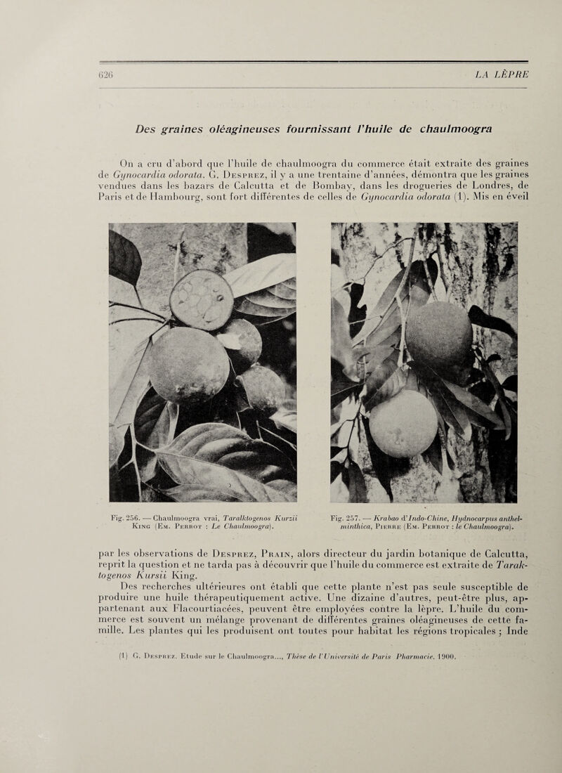 Des graines oléagineuses fournissant l’huile de chaulmoogra On a cru d’abord que l’huile de chaulmoogra du commerce était extraite des graines de Gynocardia odorata. G. Desprez, il y a une trentaine d’années, démontra que les graines vendues dans les bazars de Calcutta et de Bombay, dans les drogueries de Londres, de Paris et de Hambourg, sont fort différentes de celles de Gynocardia odorata (1). Mis en éveil Fig. 256.—Chaulmoogra vrai, Taralktogenos Kurzii King (Em. Perrot : Le Chaulmoogra). Fig. 257. — Krabao d’ Indo-Chine, Hydnocarpus anthel- minthica, Pierre (Em. Perrot : le Chaulmoogra). par les observations de Desprez, Prain, alors directeur du jardin botanique de Calcutta, reprit la question et ne tarda pas à découvrir que l’huile du commerce est extraite de Tarak- togenos Kursii King. Des recherches ultérieures ont établi que cette plante n’est pas seule susceptible de produire une huile thérapeutiquement active. Une dizaine d’autres, peut-être plus, ap¬ partenant aux Flacourtiacées, peuvent être employées contre la lèpre. L’huile du com¬ merce est souvent un mélange provenant de différentes graines oléagineuses de cette fa¬ mille. Les plantes qui les produisent ont toutes pour habitat les régions tropicales ; Inde (1) G. Desp rez. Etude sur le Chaulmoogra..., Thèse de VUniversité de Paris Pharmacie. 1900.