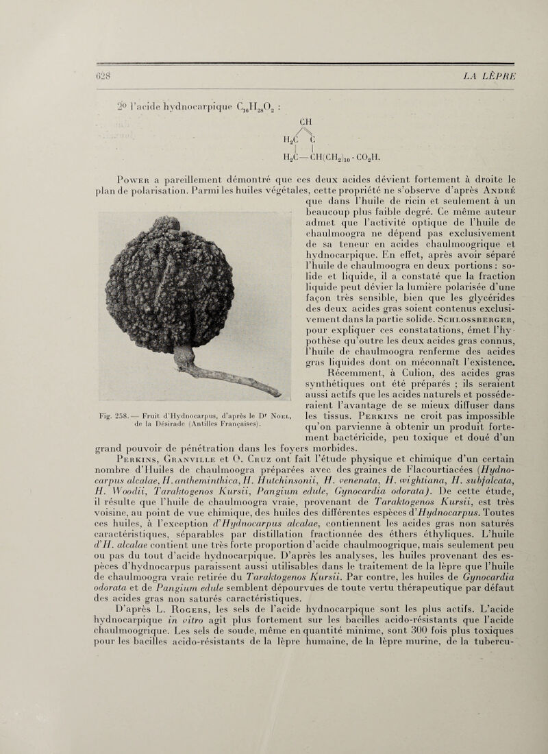 2° l'acide hydnocarpique C16H2802 : CH /\ h2c c I I H2C — CH(CH2)10 • C02H. Power a pareillement démontré que ces deux acides dévient fortement à droite le plan de polarisation. Parmi les huiles végétales, cette propriété ne s’observe d’après André que dans l’huile de ricin et seulement à un beaucoup plus faible degré. Ce même auteur admet que l’activité optique de l’huile de chaulmoogra ne dépend pas exclusivement de sa teneur en acides chaulmoogrique et hydnocarpique. En effet, après avoir séparé l’huile de chaulmoogra en deux portions : so¬ lide et liquide, il a constaté que la fraction liquide peut dévier la lumière polarisée d’une façon très sensible, bien que les glycérides des deux acides gras soient contenus exclusi¬ vement dans la partie solide. Schlossberger, pour expliquer ces constatations, émet l’hy¬ pothèse qu’outre les deux acides gras connus, l’huile de chaulmoogra renferme des acides gras liquides dont on méconnaît l’existence. Récemment, à Culion, des acides gras synthétiques ont été préparés ; ils seraient aussi actifs que les acides naturels et posséde¬ raient l’avantage de se mieux diffuser dans les tissus. Perkins ne croit pas impossible qu’on parvienne à obtenir un produit forte¬ ment bactéricide, peu toxique et doué d’un grand pouvoir de pénétration dans les foyers morbides. Perkins, Granville et O. Cruz ont fait l’étude physique et chimique d’un certain nombre d’Huiles de chaulmoogra préparées avec des graines de Flacourtiacées (Hydno- carpus alcalae, H. antheminthica, H. Hutchinsonii, H. venenata, LI. wightiana, H. subfalcata, H. Woodii, Taraktogenos Kursii, Pangium edule, Gynocardia odorata). De cette étude, il résulte que l’huile de chaulmoogra vraie, provenant de Taraktogenos Kursii, est très voisine, au point de vue chimique, des huiles des différentes espèces d' Hydnocarpus. Toutes ces huiles, à l’exception cV Hyclnocarpus alcalae, contiennent les acides gras non saturés caractéristiques, séparables par distillation fractionnée des éthers éthyliques. L’huile d'H. alcalae contient une très forte proportion d’acide chaulmoogrique, mais seulement peu ou pas du tout d’acide hydnocarpique. D’après les analyses, les huiles provenant des es¬ pèces d’hydnocarpus paraissent aussi utilisables dans le traitement de la lèpre que l’huile de chaulmoogra vraie retirée du Taraktogenos Kursii. Par contre, les huiles de Gynocardia odorata et de Pangium edule semblent dépourvues de toute vertu thérapeutique par défaut des acides gras non saturés caractéristiques. D’après L. Rogers, les sels de l’acide hydnocarpique sont les plus actifs. L’acide hydnocarpique in vitro agit plus fortement sur les bacilles acido-résistants que l’acide chaulmoogrique. Les sels de soude, même en quantité minime, sont 300 fois plus toxiques pour les bacilles acido-résistants de la lèpre humaine, de la lèpre murine, de la tubercu- Fig. 258.— Fruit d’Hydnocarpus, d’après le Dr Noël, de la Désirade (Antilles Françaises).