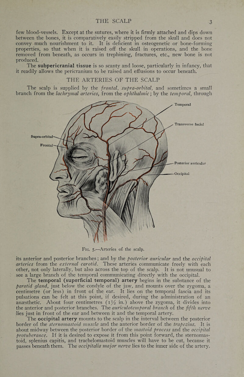 few blood-vessels. Except at the sutures, where it is firmly attached and dips down between the bones, it is comparatively easily stripped from the skull and does not convey much nourishment to it. It is deficient in osteogenetic or bone-forming properties, so that when it is raised off the skull in operations, and the bone removed from beneath, as occurs in trephining, fractures, etc., new bone is not produced. . The subpericranial tissue is so scanty and loose, particularly in infancy, that it readily allows the pericranium to be raised and effusions to occur beneath. THE ARTERIES OF THE SCALP The scalp is supplied by the frontal, supra-orbital, and sometimes a small branch from the lachrymal arteries, from the ophthalmic; by the temporal, through its anterior and posterior branches; and by the posterior auricular and the occipital arteries from the external carotid. These arteries communicate freely with each other, not only laterally, but also across the top of the scalp. It is not unusual to see a large branch of the temporal communicating directly with the occipital. The temporal (superficial temporal) artery begins in the substance of the parotid gland, just below the condyle of the jaw, and mounts over the zygoma, a centimetre (or less) in front of the ear. It lies on the temporal fascia and its pulsations can be felt at this point, if desired, during the administration of an anaesthetic. About four centimetres (ijT in.) above the zygoma, it divides into the anterior and posterior branches. The auriculotemporal branch of the fifth nerve lies just in front of the ear and between it and the temporal artery. The occipital artery mounts to the scalp in the interval between the posterior border of the sternomastoid muscle and the anterior border of the trapezius. It is about midway between the posterior border of the mastoid process and the occipital protuberance. If it is desired to expose it from this point forward, the sternomas¬ toid, splenius capitis, and trachelomastoid muscles will have to be cut, because it passes beneath them. The occipitalis major nerve lies to the inner side of the artery.