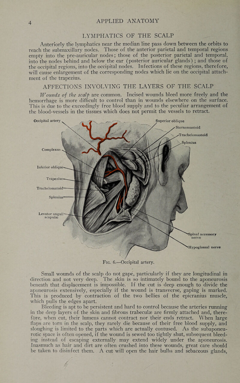 LYMPHATICS OF THE SCALP Anteriorly the lymphatics near the median line pass clown between the orbits to reach the submaxillary nodes. Those of the anterior parietal and temporal regions empty into the pre-auricular nodes; those of the posterior parietal and temporal, into the nodes behind and below the ear (posterior auricular glands) ; and those of the occipital regions, into the occipital nodes. Infections of these regions, therefore, will cause enlargement of the corresponding nodes which lie on the occipital attach¬ ment of the trapezius. AFFECTIONS INVOLVING THE LAYERS OF THE SCALP Wounds of the scalp are common. Incised wounds bleed more freely and the hemorrhage is more difficult to control than in wounds elsewhere on the surface. This is due to the exceedingly free blood supply and to the peculiar arrangement of the blood-vessels in the tissues which does not permit the vessels to retract. Occipital artery Complexus Superior oblique Sternomastoid oniastoid Splenius Inferior Trachelomatoid Splenius Levator anguli scapulae Hypoglossal nerve Fig. 6.—Occipital artery. Small wounds of the scalp do not gape, particularly if they are longitudinal in direction and not very deep. The skin is so intimately bound to the aponeurosis beneath that displacement is impossible. If the cut is deep enough to divide the aponeurosis extensively, especially if the wound is transverse, gaping is marked. This is produced by contraction of the two bellies of the epicranius muscle, which pulls the edges apart. Bleeding is apt to be persistent and hard to control because the arteries running in the deep layers of the skin and fibrous trabeculae are firmly attached and, there¬ fore, when cut, their lumens cannot contract nor their ends retract. When large flaps are torn in the scalp, they rarely die because of their free blood supply, and sloughing is limited to the parts which are actually contused. As the subaponeu¬ rotic space is often opened, if the wound is sewed too tightly shut, subsequent bleed¬ ing instead of escaping externally may extend widely under the aponeurosis. Inasmuch as hair and dirt are often crushed into these wounds, great care should be taken to disinfect them. A cut will open the hair bulbs and sebaceous glands,