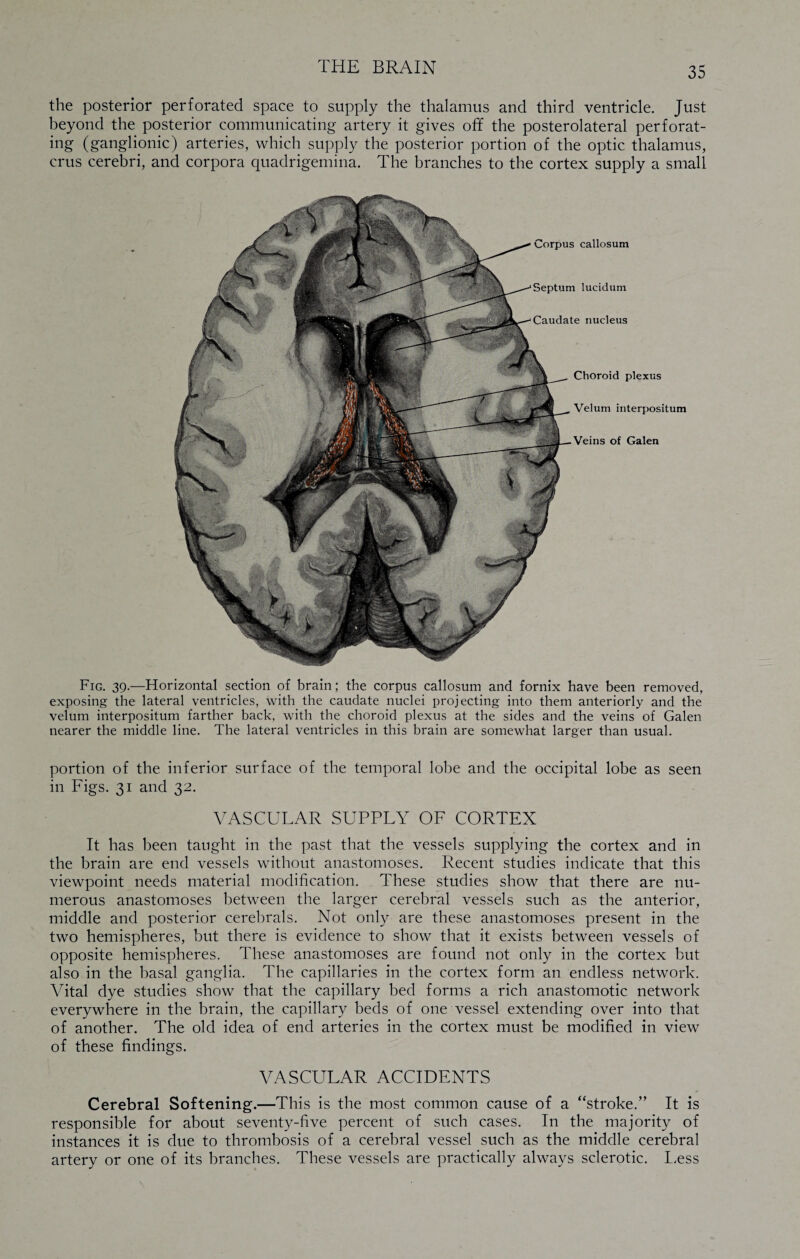 the posterior perforated space to supply the thalamus and third ventricle. Just beyond the posterior communicating artery it gives off the posterolateral perforat¬ ing (ganglionic) arteries, which supply the posterior portion of the optic thalamus, crus cerebri, and corpora quadrigemina. The branches to the cortex supply a small Corpus callosum Septum lucidum Caudate nucleus Choroid plexus Velum interpositum Veins of Galen Fig. 39.—Horizontal section of brain; the corpus callosum and fornix have been removed, exposing the lateral ventricles, with the caudate nuclei projecting into them anteriorly and the velum interpositum farther back, with the choroid plexus at the sides and the veins of Galen nearer the middle line. The lateral ventricles in this brain are somewhat larger than usual. portion of the inferior surface of the temporal lobe and the occipital lobe as seen in Figs. 31 and 32. VASCULAR SUPPLY OF CORTEX It has been taught in the past that the vessels supplying the cortex and in the brain are end vessels without anastomoses. Recent studies indicate that this viewpoint needs material modification. These studies show that there are nu¬ merous anastomoses between the larger cerebral vessels such as the anterior, middle and posterior cerebrals. Not only are these anastomoses present in the two hemispheres, but there is evidence to show that it exists between vessels of opposite hemispheres. These anastomoses are found not only in the cortex but also in the basal ganglia. The capillaries in the cortex form an endless network. Vital dye studies show that the capillary bed forms a rich anastomotic network everywhere in the brain, the capillary beds of one vessel extending over into that of another. The old idea of end arteries in the cortex must be modified in view of these findings. VASCULAR ACCIDENTS Cerebral Softening.—This is the most common cause of a “stroke.” It is responsible for about seventy-five percent of such cases. In the majority of instances it is due to thrombosis of a cerebral vessel such as the middle cerebral artery or one of its branches. These vessels are practically always sclerotic. Less