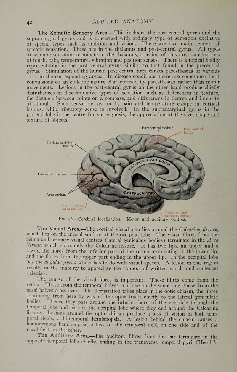 The Somatic Sensory Area.—This includes the post-central gyrus and the supramarginal gyrus and is concerned with ordinary type of sensation exclusive of special types such as audition and vision. There are two main centers of somatic sensation. These are in the thalamus and post-central gyrus. All types of somatic sensation terminate in the thalamus, a lesion of this area causing loss of touch, pain, temperature, vibration and position senses. There is a topical bodily representation in the post central gyrus similar to that found in the precentral gyrus. Stimulation of the human post central area causes paresthesias of various sorts in the corresponding areas. In disease conditions there are sometimes focal convulsions of an epileptic nature characterized by paresthesias rather than motor movements. Lesions in the post-central gyrus on the other hand produce chiefly disturbances in discriminative types of sensation such as differences in texture, the distance between points on a compass, and differences in degree and intensity of stimuli. Such sensations as touch, pain and temperature escape in cortical lesions, while vibratory sense is involved. In the supramarginal gyrus in the parietal lobe is the centre for stereognosis, the appreciation of the size, shape and texture of objects. Calcarine fissure Parietooccipital fissure Area striata Paracentral nodule Paracentral lobule Olfactory and > \ gustatory cortex Motor and auditory centres. Visual cortex (area striata) Fig. 46.—Cerebral localization. The Visual Area.—The cortical visual area lies around the Calcarine fissure, which lies on the mesial surface of the occipital lobe. The visual fibres from the retina and primary visual centres (lateral geniculate bodies) terminate in the Area Striata which surrounds the Calcarine fissure. It has two lips, an upper and a lower, the fibres from the inferior part of the retina terminating in the lower lip, and the fibres from the upper part ending in the upper lip. In the occipital lobe lies the angular gyrus which has to do with visual speech. A lesion in this region results in the inability to appreciate the context of written words and sentences (alexia). The course of the visual fibres is important. These fibres come from the retina. Those from the temporal halves continue on the same side, those from the nasal halves cross over. The decussation takes place in the optic chiasm, the fibres continuing from here by way of the optic tracts chiefly to the lateral geniculate bodies. Thence they pass around the inferior horn of the ventricle through the temporal lobe and pass to the occipital lobe where they end around the Calcarine fissure. Lesions around the optic chiasm produce a loss of vision in both tem¬ poral fields, a bi-temporal hemianopsia. A lesion behind the chiasm causes a homonymous hemianopsia, a loss of the temporal field on one side and of the nasal field on the other. The Auditory Area.—The auditory fibres from the ear terminate in the opposite temporal lobe chiefly, ending in the transverse temporal gyri (Heschl’s