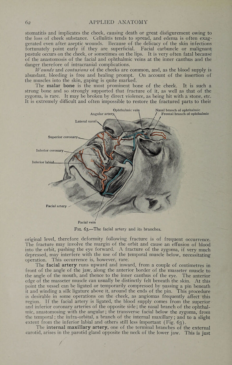 stomatitis and implicates the cheek, causing death or great disfigurement owing to the loss of cheek substance. Cellulitis tends to spread, and edema is often exag¬ gerated even after aseptic wounds. Because of the delicacy of the skin infections fortunately point early if they are superficial. Facial carbuncle or malignant? pustule occurs on the cheek, or sometimes on the lips. It is very often fatal because of the anastomosis of the facial and ophthalmic veins at the inner canthus and the danger therefore of intracranial complications. Wounds and contusions of the cheeks are common, and, as the blood supply is abundant, bleeding is free and healing prompt. On account of the insertion of the muscles into the skin, gaping is quite marked. The malar bone is the most prominent bone of the cheek. It is such a strong bone and so strongly supported that fracture of it, as well as that of the zygoma, is rare. It may be broken by direct violence, as being hit with a stone, etc. It is extremely difficult and often impossible to restore the fractured parts to their Ophthalmic vein Angular arteryv \ Lateral nasal Superior coronary Inferior coronary Inferior labial Nasal branch of ophthalmic f Frontal branch of ophthalmic Facial artery Facial vein Fig. 63.—The facial artery and its branches. original level, therefore deformity following fracture is of frequent occurrence. The fracture may involve the margin of the orbit and cause an effusion of blood into the orbit, pushing the eye forward. A fracture of the zygoma, if very much depressed, may interfere with the use of the temporal muscle below, necessitating operation. This occurrence is, however, rare. The facial artery runs upward and inward, from a couple of centimetres in front of the angle of the jaw, along the anterior border of the masseter muscle to the angle of the mouth, and thence to the inner canthus of the eye. The anterior edge of the masseter muscle can usually be distinctly felt beneath the skin. At this point the vessel can be ligated or temporarily compressed by passing a pin beneath it and winding a silk ligature above it, around the ends of the pin. This procedure is desirable in some operations on the cheek, as angiomas frequently affect this region. If the facial artery is ligated, the blood supply comes from the superior and inferior coronary arteries of the opposite side; the nasal branch of the ophthal¬ mic, anastomosing with the angular; the transverse facial below the zygoma, from the temporal; the infra-orbital, a branch of the internal maxillary; and to a slight extent from the inferior labial and others still less important (Fig. 63). The internal maxillary artery, one of the terminal branches of the external carotid, arises in the parotid gland opposite the neck of the lower jaw. This is just