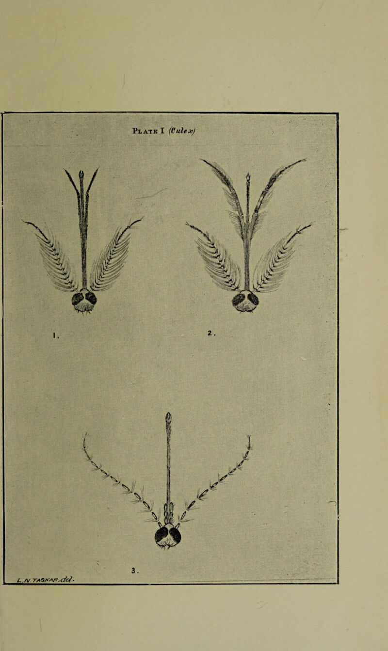 PtATE I (I'ulex)